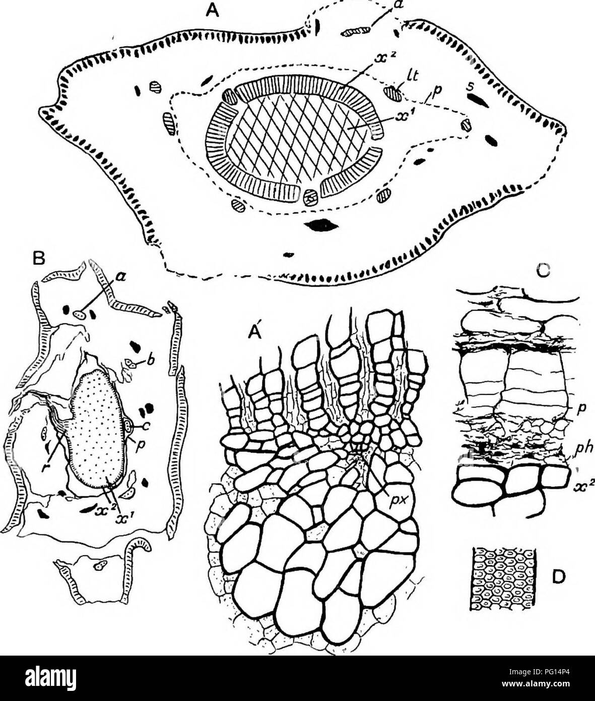 . Fossil plants for students of botany and geology . Paleobotany