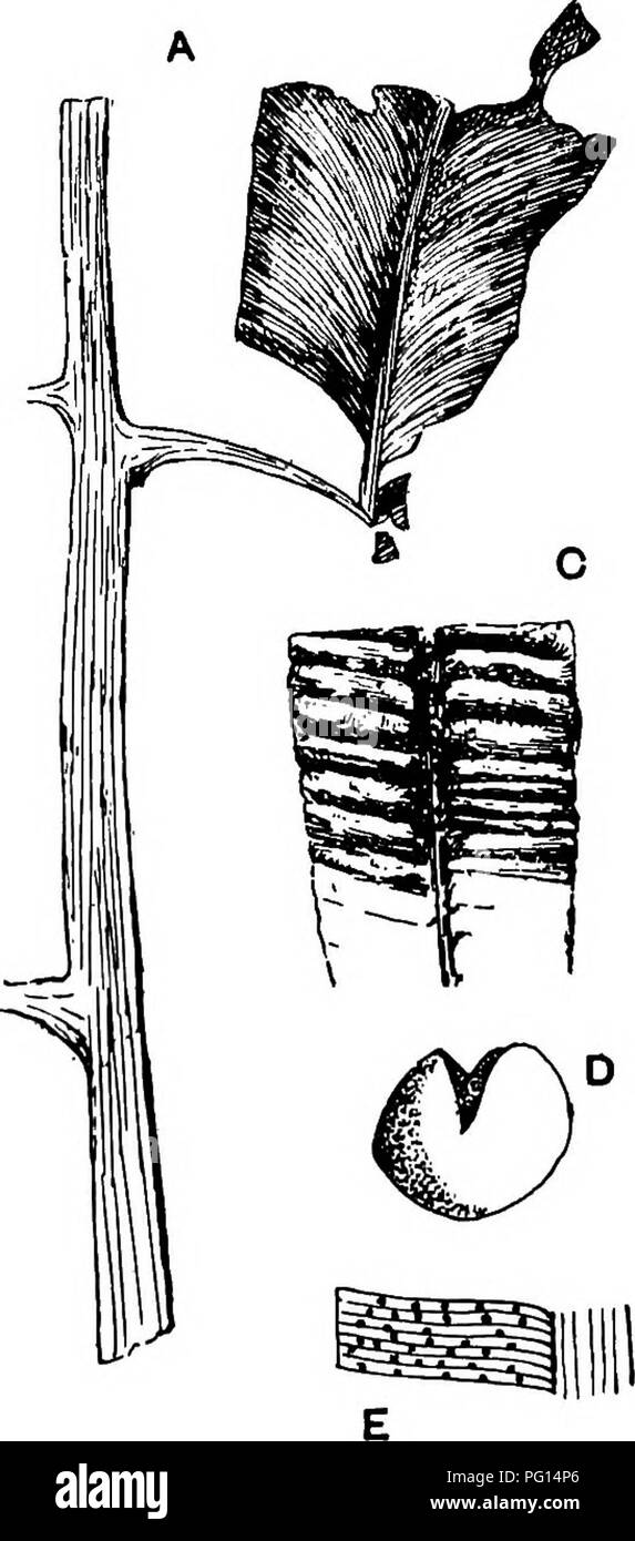 . Fossil plants : for students of botany and geology . Paleobotany. 490 PTERIDOSPERMS, ETC. [CH. The fronds described by Zeiller as T. spatulata^ (fig. 330, B, C) closely resemble Jurassic leaves from Victoria referred to Taeniopteris Daintreei McCoy&quot;.. B Fig. 330. A. Taeniopteris Carnoti, Ben. and Zeill. (Nat. size. After Renault and Zeiller.) B. T. spatulata, McClell. (Nat. size. After Zeiller.) C. T. spatulata. (x 3. After Zeiller.) D. Supposed sporangium of T. coriacea. ( x 15. After Sellards.) E. T. coriacea. ( x 2. After Sellards.) Whether specifically identical or not, these leaves Stock Photo