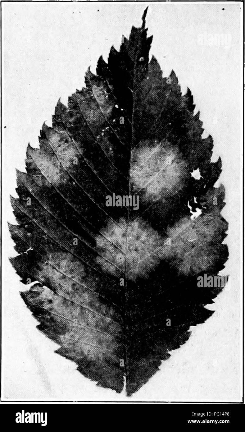 . Manual of tree diseases . Trees. ELM DISEASES 153 every season on the leaves in late autumn just before the leaves fall. The first indications of the spots are seen on the upper surface of the leaf. The dead leaf-tissue is grayish, and either scat- tered over the spot or grouped in the center are one or more black pustules (Fig. 21). The under sur- face of the leaf shows no evidence of the spot until later in the season, when brown dead areas appear with a few raised pustules. After the leaves fall to the ground, fruiting-bodies containing ascospores de- velop which are the source of primary Stock Photo