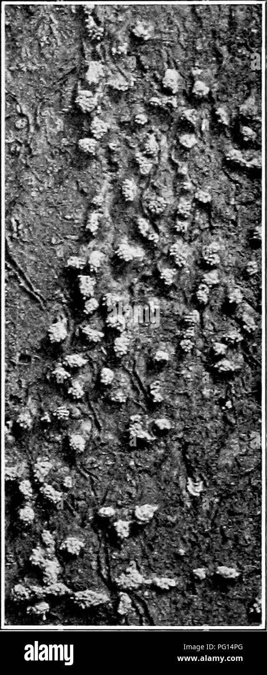 . Manual of tree diseases . Trees. 146 MANUAL OF TREE DISEASES of spore (the ascospores). These spores are confined in small delicate sacs, eight spores in each sac or ascus. During rainy periods, these sacs swell and a certain number are forced up through a tube leading from each cavity to the black mouths at the tips of the papillae. Once out- side, the sacs burst and the eight spores in each are shot into the air where they are carried away by the wind to great distances. It is these wind-blown ascospores which account for the extreme rapidity of spread of this fungus and make certain the i Stock Photo