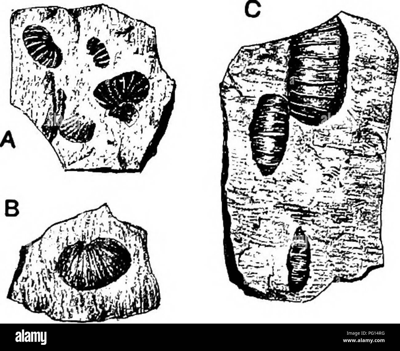 . Fossil plants : for students of botany and geology . Paleobotany. 478 HYDROPTERIDEAE [CH. sporocarps of recent species of Marsilia. They were found in association with the leaves of Sagenopteris undulata Nath., an abundant Scania type similar in form to the English Jurassic species S. Phillipsi (figs. 327, 328). Heer was independently led by an examination of some examples of the Swedish &quot;fruits&quot; to compare them with the sporocarps of Marsilia. A small spherical body is figured by Zigno' close to a leaf of his species S. angustifolia, which may be a sporocarp. In a recent paper, Sa Stock Photo