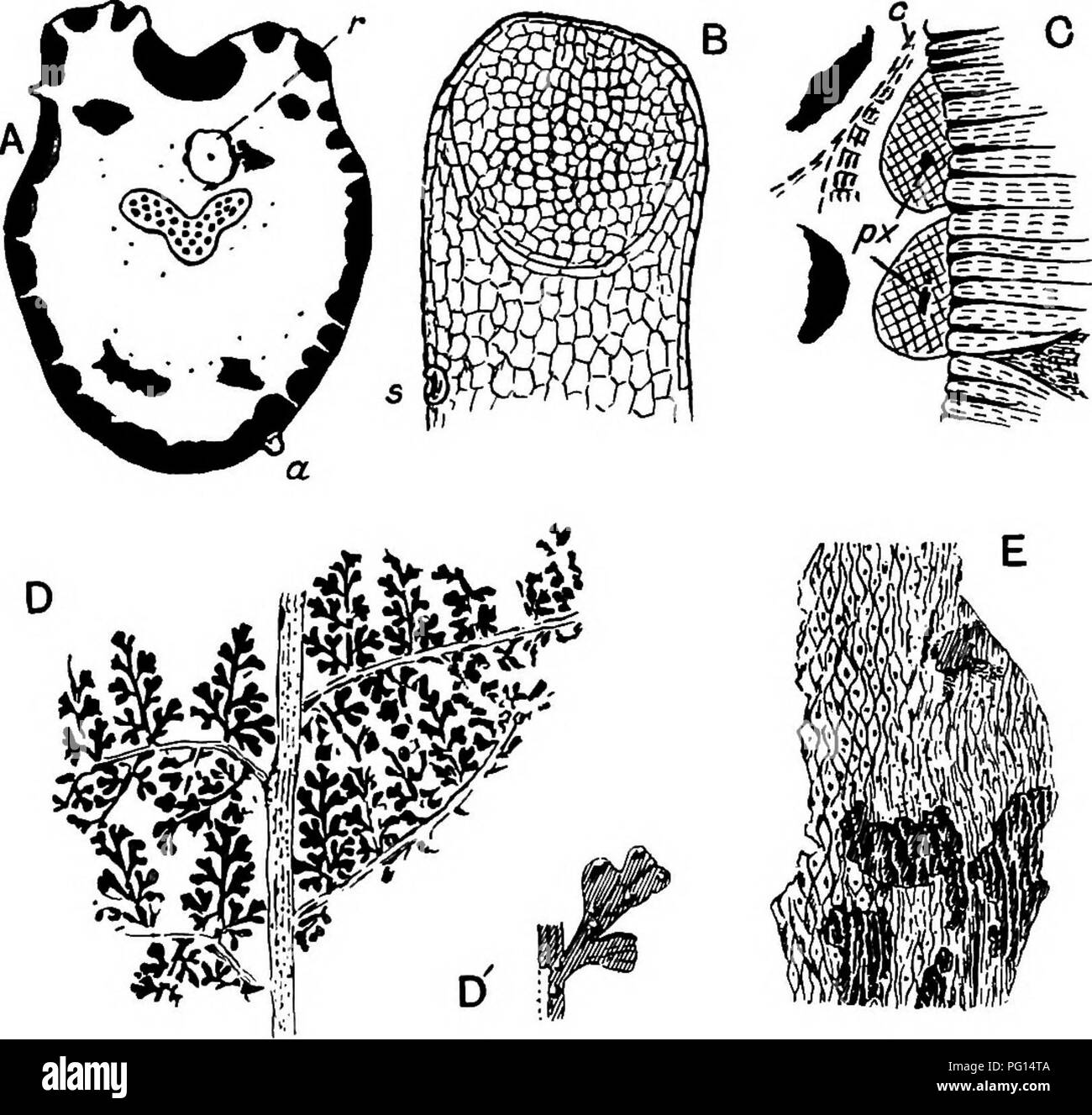 . Fossil plants : for students of botany and geology . Paleobotany. 48 PTEJEIIDOSPERMBAB [CH. those of Davallia (Odontosoria) amleata^, a West Indian fern of climbing habit and with the prickles on Hemitelia and other recent Cyatheaceous fronds^ while capitate glands, though simpler than those of Lyginopteris, occur on the leaf-stalks of some recent Polypodiaceous species*. The concentric meristele may consist. Fio. 405. Lyginopteris oldhamia. A, petiole section; a, glandular emergence; r, root. B, stalked gland; s, stoma. C, inner edge of wood of a stem; c, arc of inversely orientated vascula Stock Photo