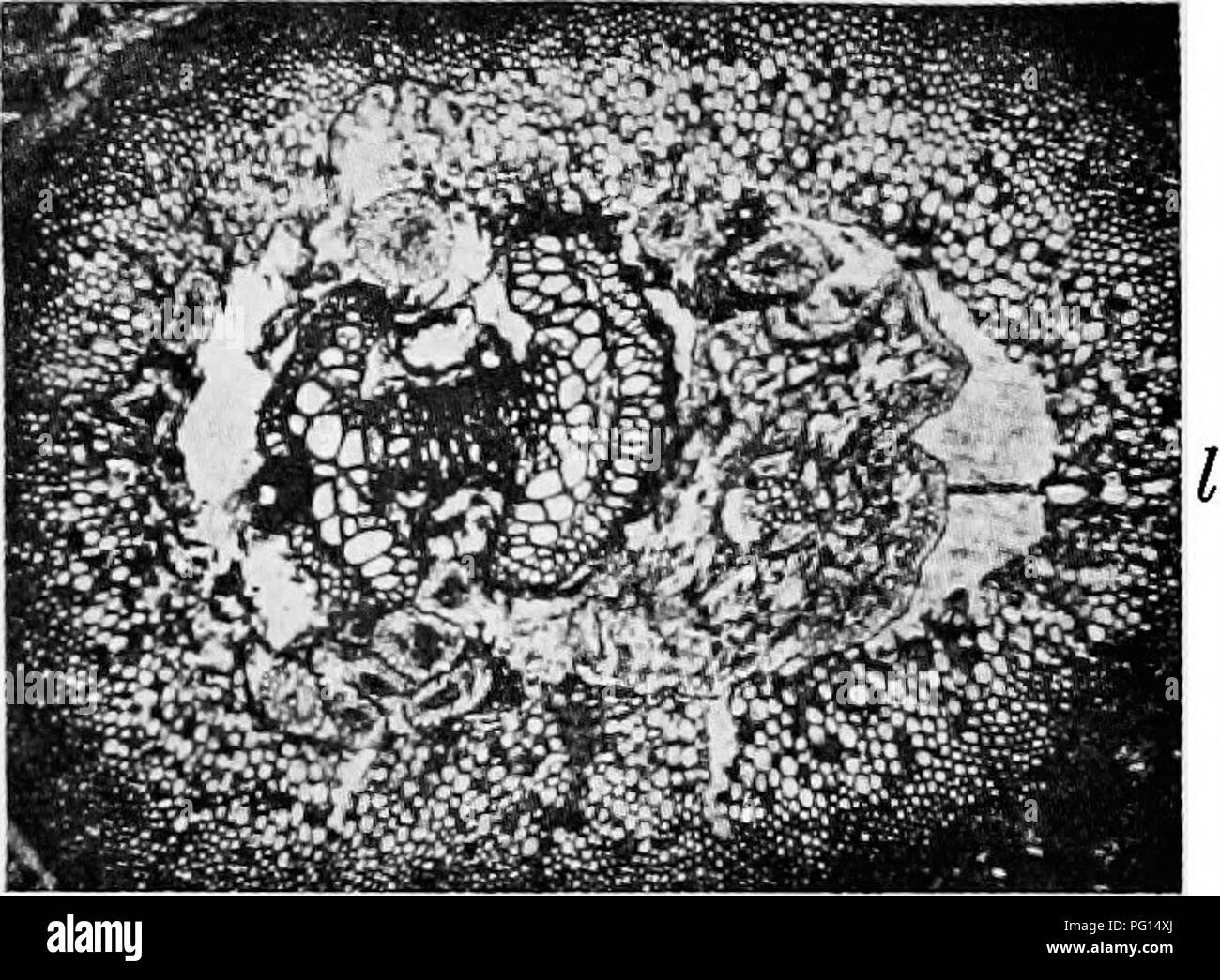 The image showcases a cross-sectional view of a petiole, with preserved ...