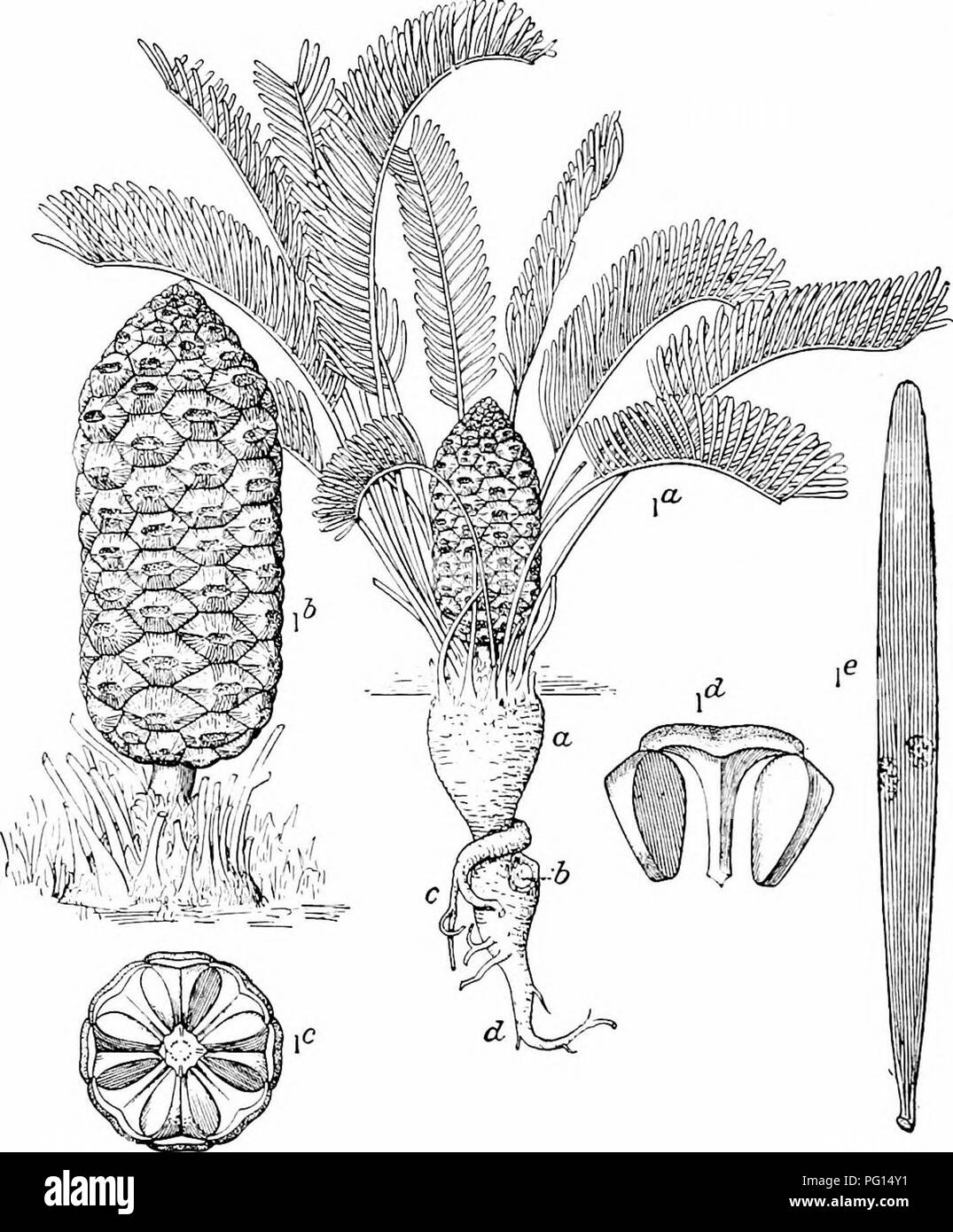 . Fossil plants : for students of botany and geology . Paleobotany. 24 CYCADALES [CH. sporophylls of Ceratozamia (fig. 393, C): in Macrozamia (fig. 394) the distal ends are prolonged as tapered processes. The surface of the strobilus of Stangeria is formed by imbricate and rounded. Fig. 395. Zamia floridana. I a, complete plant; a, main trunk; b, branch-scar; c, secondary root; d, primary tap-root. (^ uat. size.) I 6, I c, megastrobilus. ( nat. size.) Id, megasporophyll. (Jnat. size.) I e, pinna. (J nat. size. After Wieland.) ends of sporophyUs (fig. 392, H) not unlike the cone-scales of Pinu Stock Photo