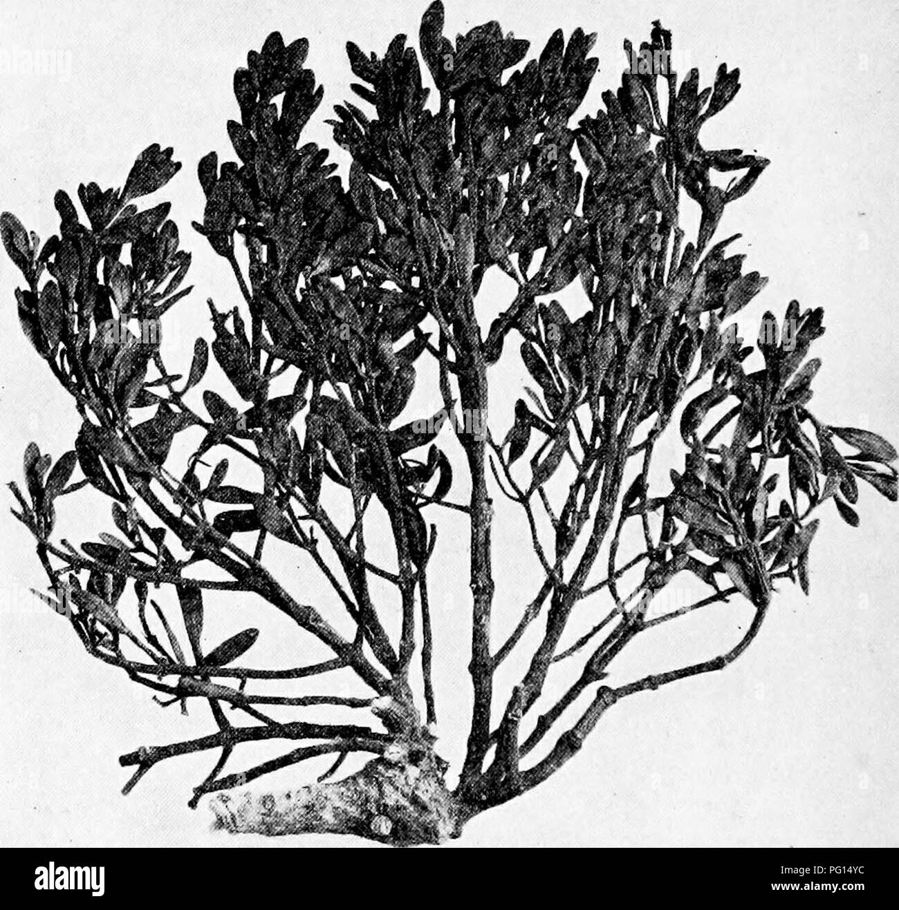 . Manual of tree diseases . Trees. 56 MANUAL OF TREE DISEASES On pine (three and two to three needle, pitch pines) R. eampylopoda (Engelm.) Piper. Pacific Coast R. cryptopoda (Engelm.) Coville. Central and southern Rocky Mountains iJ. americana (Nutt.) Kuntze. Rocky Mountains to Sierra Nevada Mountains. Fig. 3. — Mistletoe (Phoradendron pauciftorum) growing on white fir. The only representative of the dwarf mistletoes occurring in eastern United States is R. pn^illa, which causes witches'- brooms on spruce. A discussion of this disease will be found on page 321.. Please note that these images  Stock Photo