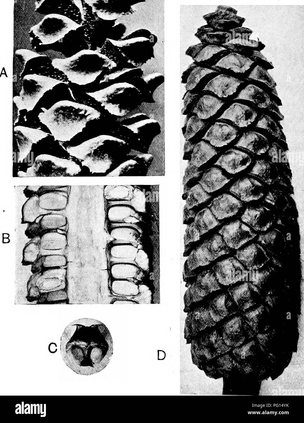 . Fossil plants : for students of botany and geology . Paleobotany. 22 CYCADALES [CH. goose's egg: the sterile distal end has the form of a spear-point with an irregularly serrate edge. In C. revoluta, C. pectinata, etc., the sterile part is deeply dissected and may break off (fig. 392, A) from the fertile portion of the sporophyll. The megasporophylls. Fia. 393. A. Stangeria paradoxa, part of microstrobilus. B, D. Encephalartos villosus, megastrobilus in surface-view and in section. ( nat. size.) C. Ceratozamia mexicana, single megasporophyll. of C. Riuminiana exhibit a striking variation in Stock Photo