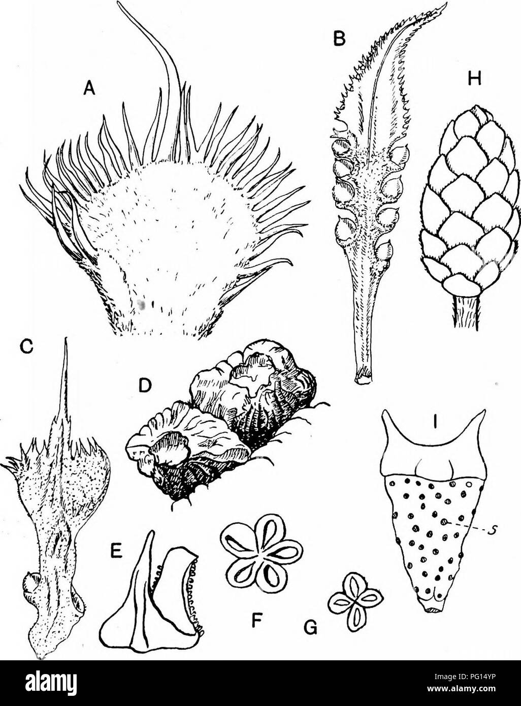 . Fossil plants : for students of botany and geology . Paleobotany. XXVIII] REPRODFOTIVB SHOOTS 21. Fig. 392. A. Cycas pectinata, apex of megasporophyll. (f nat. size.) B, C. Cycas Riuminiana, megasporophyll. (J nat. size.) D. Eficephalartos AUensteinii. Distal end of megasporophyUs. (rrom the Gardeners' Chronicle.) E, F. Cycas angulata, miorosporophyll and sorus. G, I. Ceratozamia mexicana, I, microsporophyll with soars of sori (s); G, sorus. (After Thibout.) H. Stangeria paradoxa, megastrobilus.. Please note that these images are extracted from scanned page images that may have been digitall Stock Photo