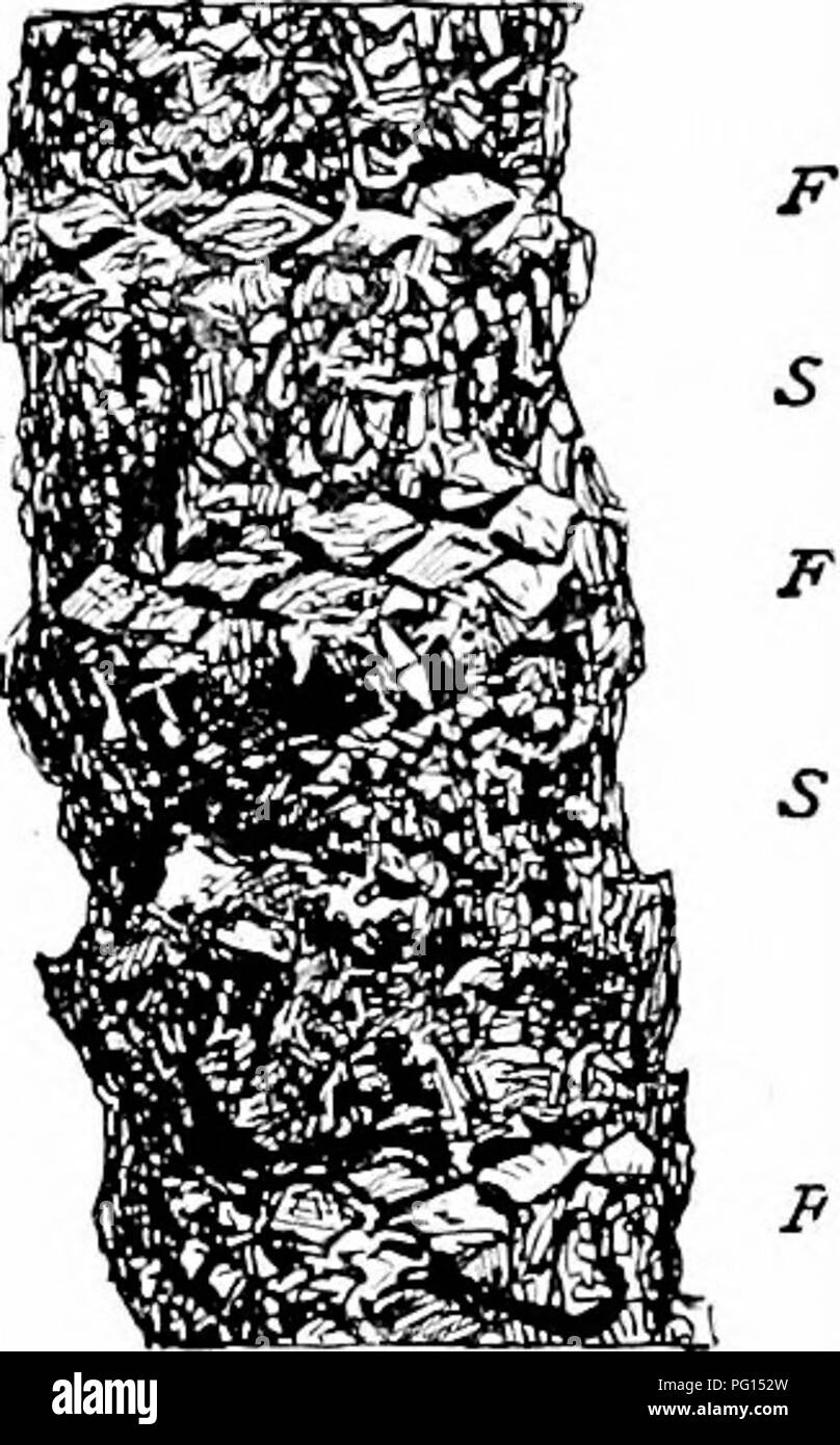 . Fossil plants : for students of botany and geology . Paleobotany. CYCADALES [CH. unusual (fig. 378; fig. 381, B). Many Cycads are geophilous and have short tuberous stems (figs. 383, 395, la; 396, E): the genus Zamia includes a few epiphytic forms'. The typical cycadean stem is covered with persistent petiole-bases with or without an admixture of smaller scale-leaf bases (figs. 379, 380), while in several species a transversely wrinkled or irregularly fissured periderm forms the superficial tissue (figs. 381, B; 383). The foliage-leaves are relatively large and, with the exception of the bip Stock Photo