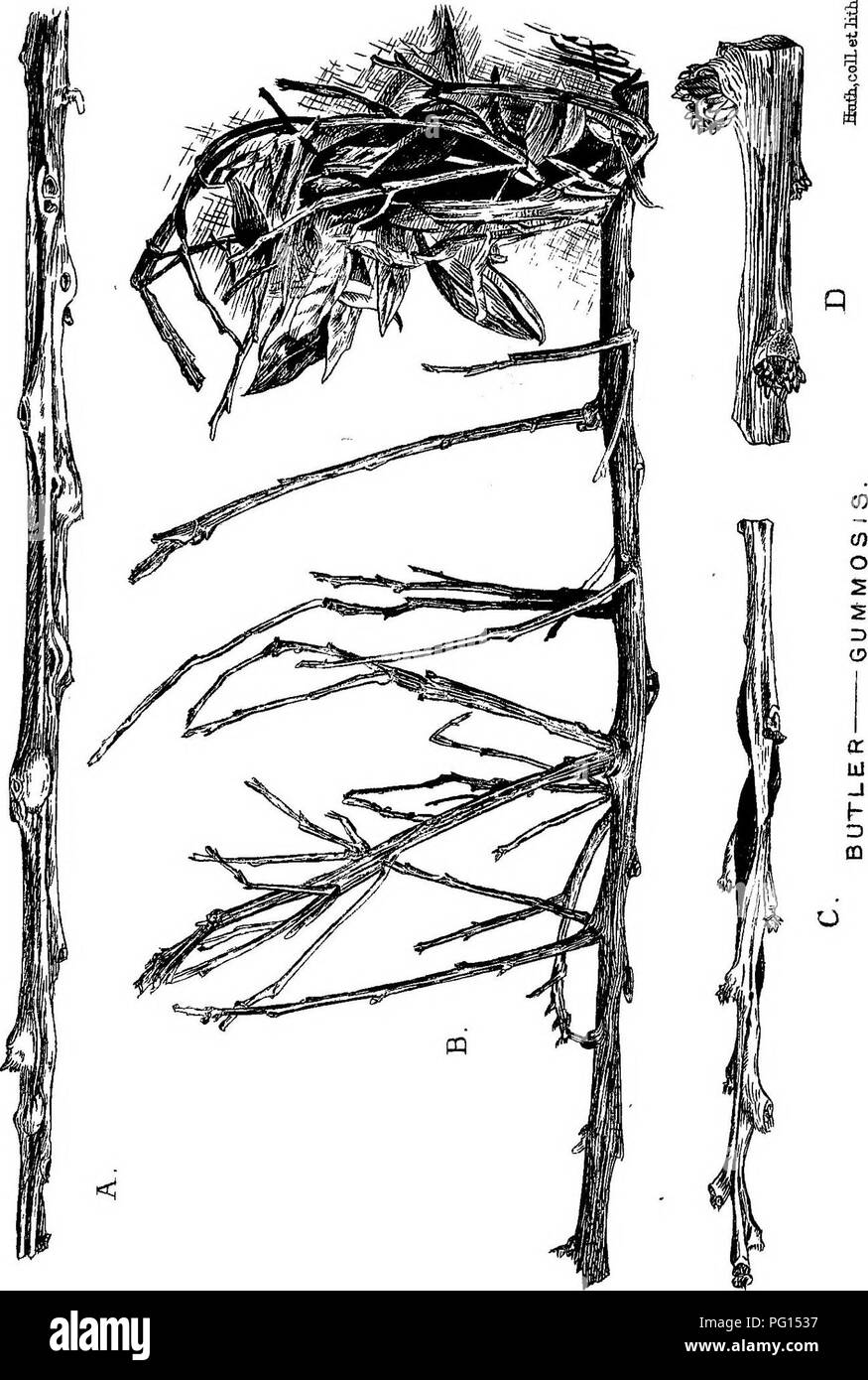 . Gummosis of Prunus &amp; Citrus ... Prune; Gummosis; Fruit. . Please note that these images are extracted from scanned page images that may have been digitally enhanced for readability - coloration and appearance of these illustrations may not perfectly resemble the original work.. Butler, Ormond. n. p Stock Photo