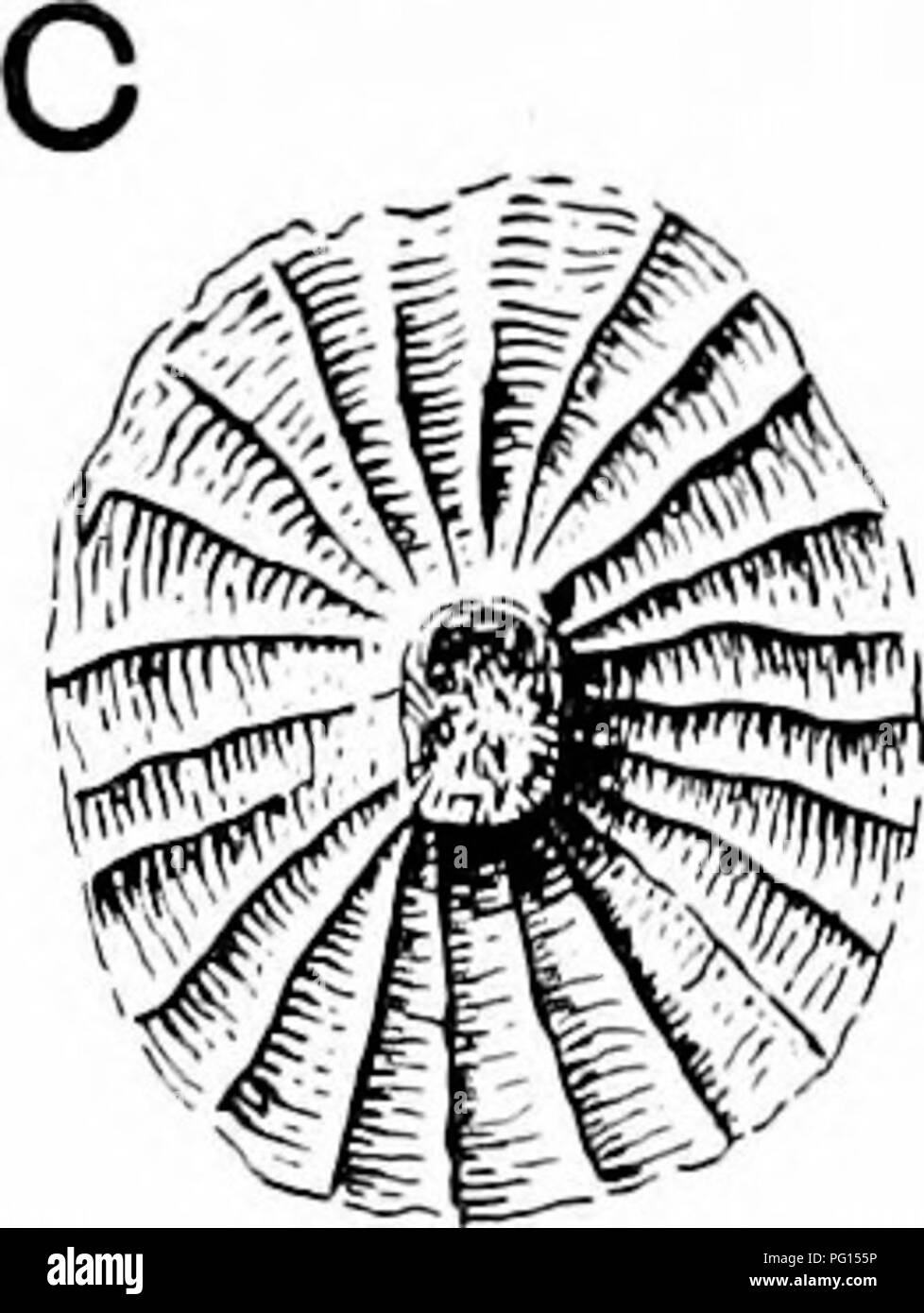 . Fossil plants : for students of botany and geology . Paleobotany. . Please note that these images are extracted from scanned page images that may have been digitally enhanced for readability - coloration and appearance of these illustrations may not perfectly resemble the original work.. Seward, A. C. (Albert Charles), 1863-1941. Cambridge : University Press Stock Photo