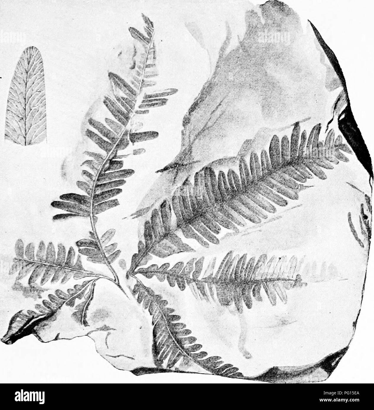 . Fossil plants : for students of botany and geology . Paleobotany. XXI] MATONINEAE 357 Matonia pectinata. Zeiller^ first established the practical identity of the sori and sporangia of Laccopteris and Matonia. The Rhaetic species, such as L. Muensteri, L. elegans, and L. Goepperti, agree very closely with L. polypodioides and need not be described in detail.. Fio. 264. Laccopteris elegans (Presl). (From a specimen in the British Museum ; from the Lower Keuper of Bayreuth, Germany. Nat. size ; part of pinnule x 3.) The Rhaetic species Laccopteris elegans, represented in fig. 264, illustrates t Stock Photo