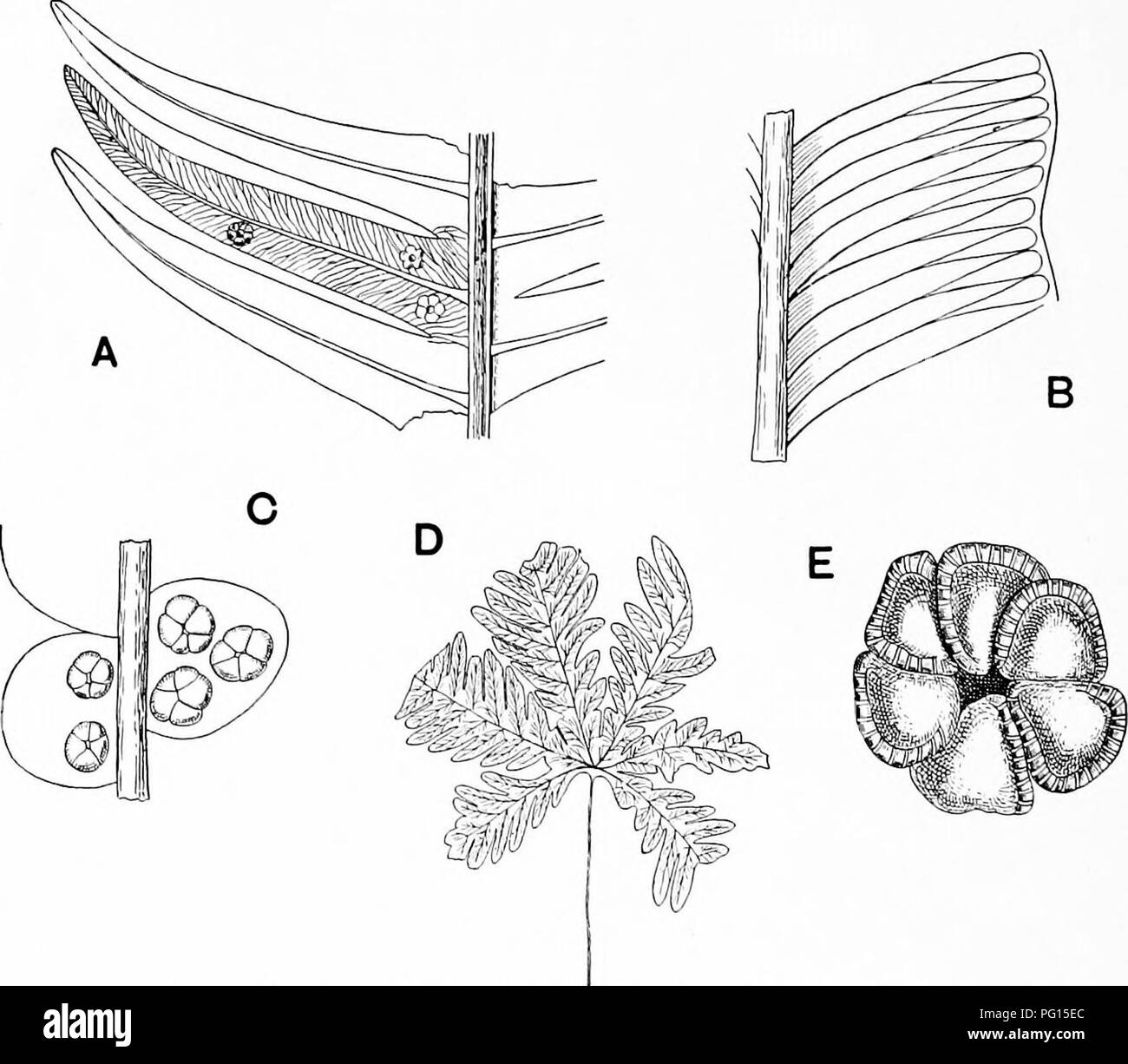 . Fossil plants : for students of botany and geology . Paleobotany. 358 FILICALES [CH. of another Rhaetic species is shown in fig. 265, E. Schenk figures an interesting series of fronds of L. Goepperti in diflferent stages of growth'; one of the younger leaves is seen in fig. 265, D. An examination of Rhaetic specimens of Laccopteris in the Bergakademie of Berlin convinced me of the correctness of the published descriptions of the sori.. Fig. 265. A. Matonidium Wiesneri. (Slightly enlarged.) B. Marattiopsis marantacea. (Slightly enlarged.) C. Gleichenites gracilis. (Slightly enlarged.) D. Lacc Stock Photo