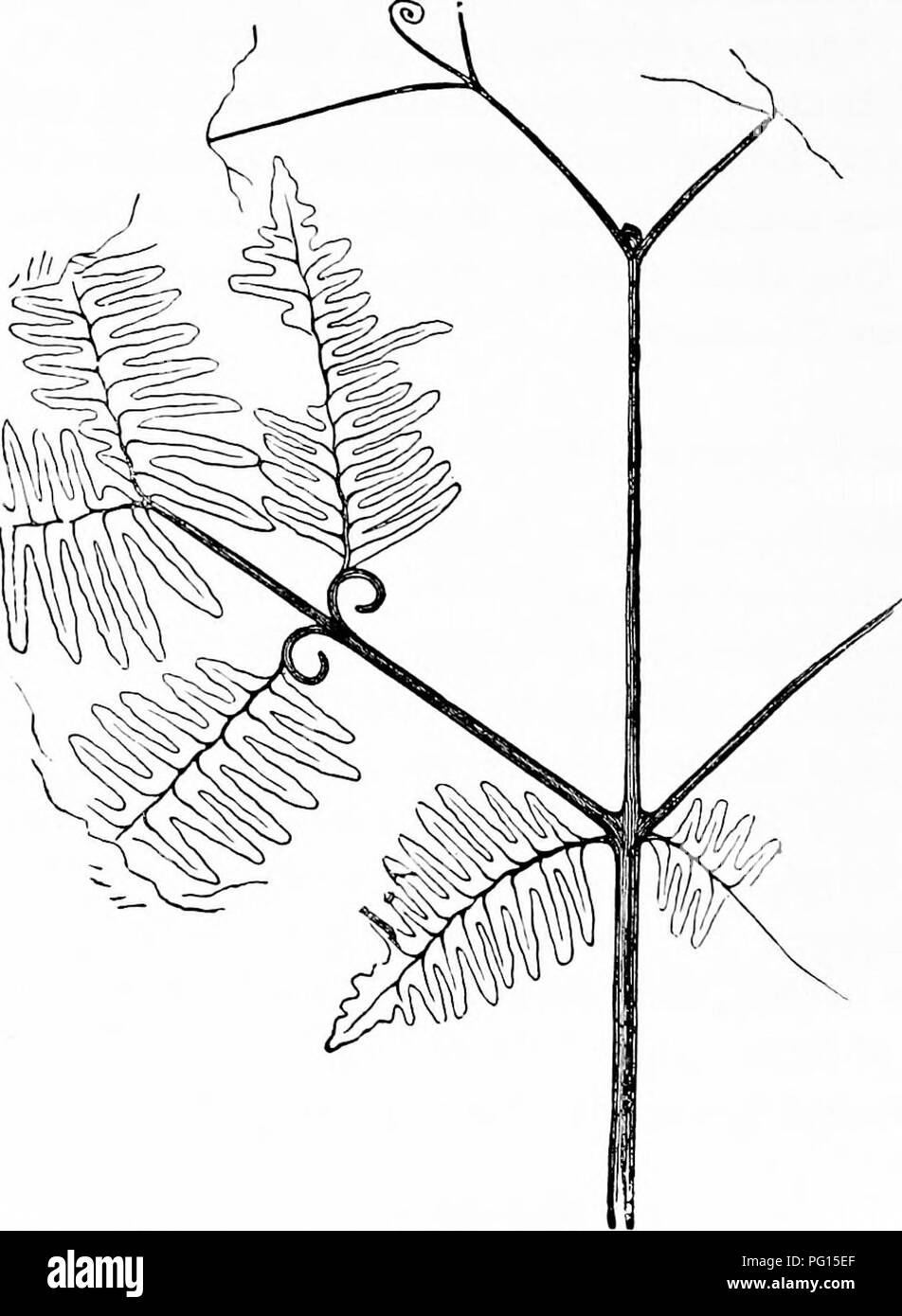 . Fossil plants : for students of botany and geology . Paleobotany. 356 FILICALES founded by Presl may [CH. be de- Laccopteris. This genus, scribed as follows:—• Frond pedate, in habit resembling Matonia pectinata, with pinnate or pinnatifid pinnae; ultimate segments linear, provided with a well-marked midrib giving off' numerous dichotomously branched secondary veins which are in places connected by lateral anastomoses. Sori circular, forming a single row on each side of the midrib (fig. 278, B); sporangia 5—15 in each sorus, with an oblique annulus and tetrahedral spores. The presence of an Stock Photo