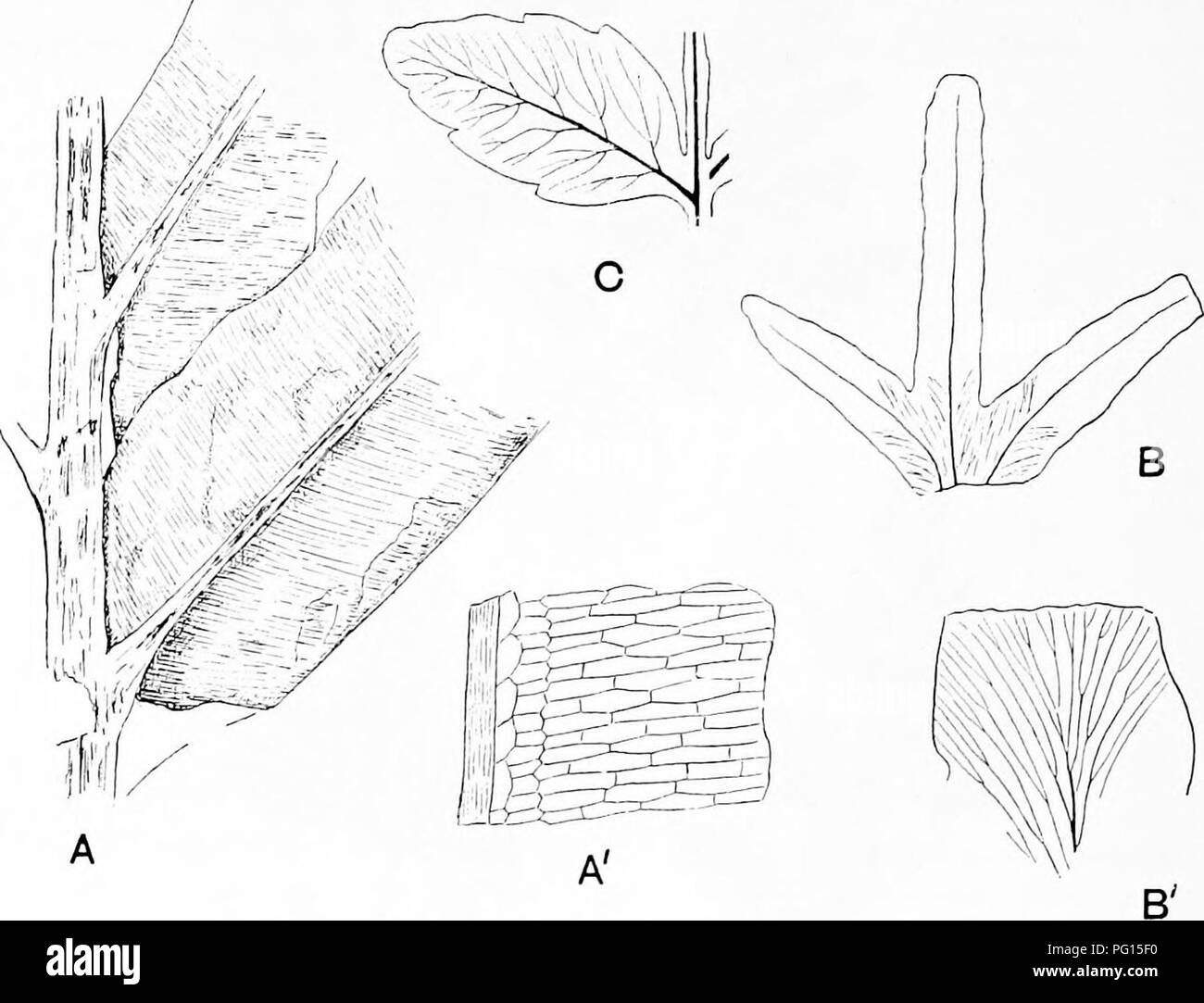 . Fossil plants : for students of botany and geology . Paleobotany. 350 FILICALES [CH. Ruffordia Goepperti (Dunk.). Fig. 260. This Wealden fern^ has been doubtfully assigned to the Schizaeaceae on the ground of the resemblance of the sterile fronds to those of some species of Aneimia, and because of the difference between the sterile and fertile pinnae (Fig. 260). Ruffordia cannot be regarded as a well authenticated member of the Schizaeaceae.. Fig. 261. A, A'. Chrysodium lanzaeanum. B, B'. Lygudium Kaulfussi. C. Marattia Hookeri. (After Gardner and Ettingshauaen ; A, B, | nat. size.) Lygodium Stock Photo