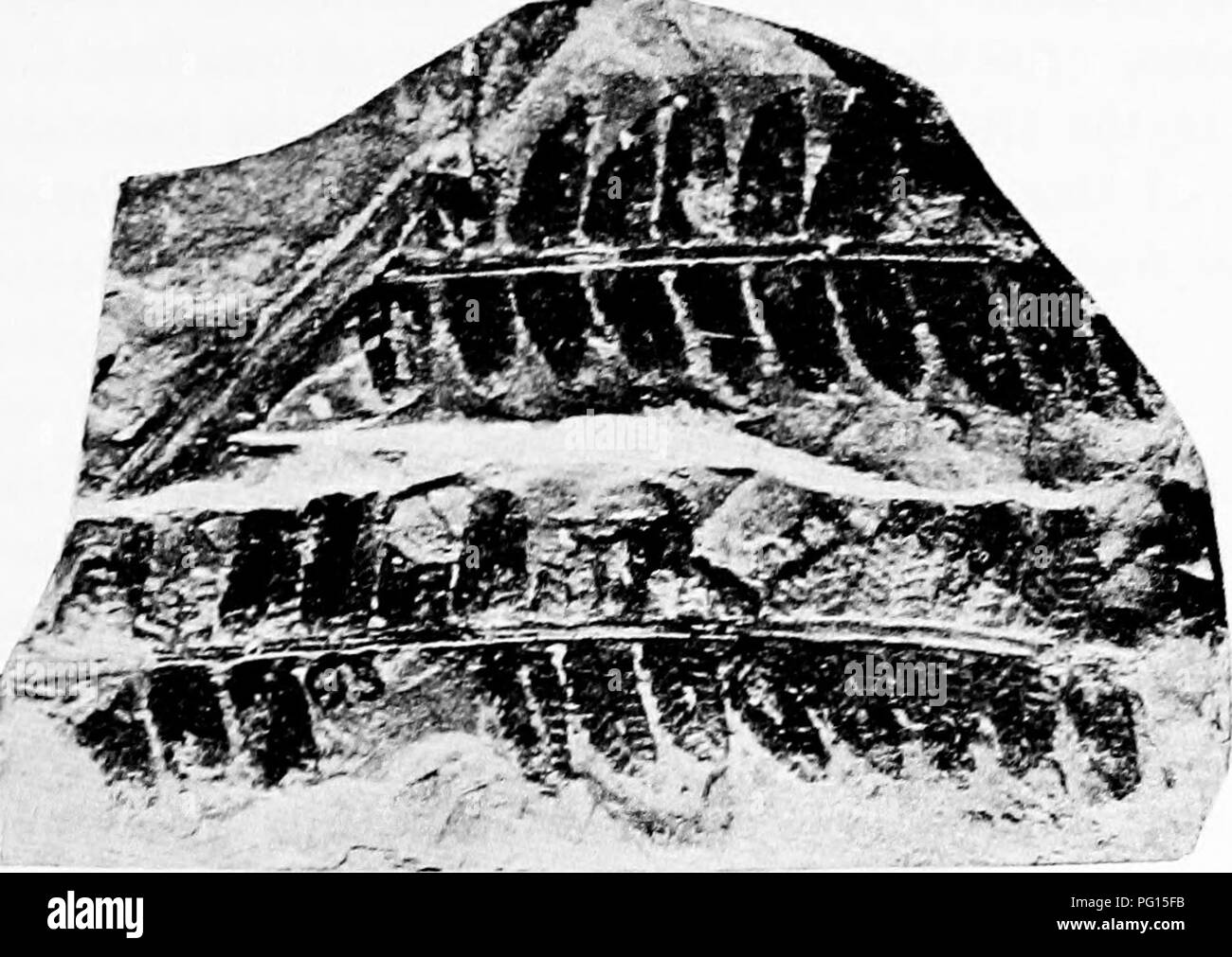 . Fossil plants : for students of botany and geology . Paleobotany. xxi] CLADOPHLEBIS 345 sents an impression from the Inferior Oolite rocks of the Yorkshire coast in which the exposed upper surface of the pinnules shows a series of parallel ridges following the course of the lateral veins and no doubt formed by oblong son on the lower surface. There can be little doubt that the specimen figured by Lindley and Hutton and by others as Pecopteris undans^ is, as Nathorst suggests, a portion of a fertile frond of C. denticulata. A fertile specimen of a frond resembling in habit C. denticulata, whi Stock Photo