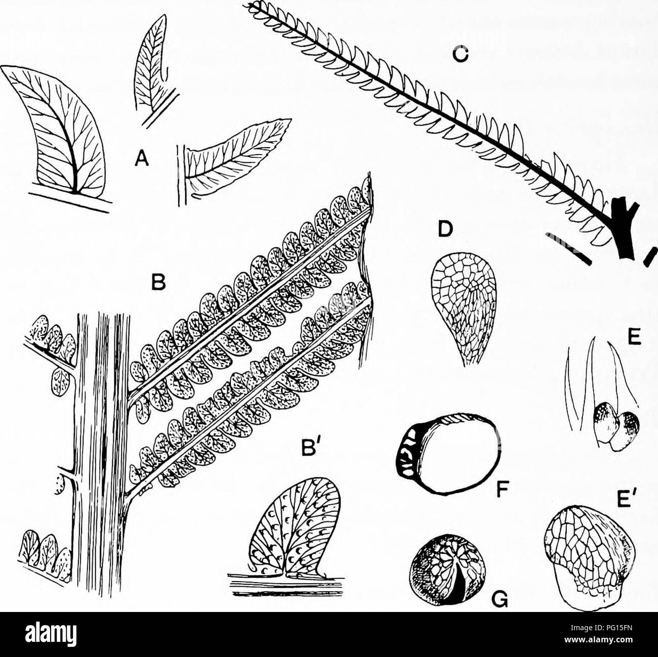 . Fossil plants : for students of botany and geology . Paleobotany. 340 FILICALES [CH. 1841. Neuropteris Goeppertiana, Muenster, in Goeppert, Gattungen foss. Pflanz. Lief. 5 and 6, p. 104, Pis. viii.—x. 1856. Pecopieris Huttoniana, Zigno, Flor. foss. Oolit. Vol. I. p. 133. 1867. Acrostichites Qoeppertianus, Schenk, Foss. Flor. Grenzach. p. 44, PI. V. fig. 5, PI. VII. fig. 2.. Fig. 256. A. Cladophlebis denticulata. B. B'. Todites Williamsoni (fertile). C. T. Williamsoni (sterile pinna). D. Discopteris Rallii. E. E'. Kidstonia heracleensis. F. Todeopsis primaeva. G. Todites Williamsoni (sporangi Stock Photo