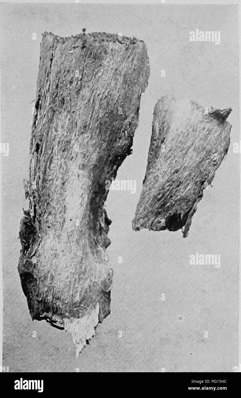 . Heart rot of Ptaeroxylon utile (Sneezewood) caused by Fomes rimosus (Berk.). Trees; Sneezewood. Tran^. E. Soe. S. Afr. Vol. VI. • Plate XLI.. Please note that these images are extracted from scanned page images that may have been digitally enhanced for readability - coloration and appearance of these illustrations may not perfectly resemble the original work.. Bijl, Paul A. van der. [Cape Town, Royal society of South Africa Stock Photo