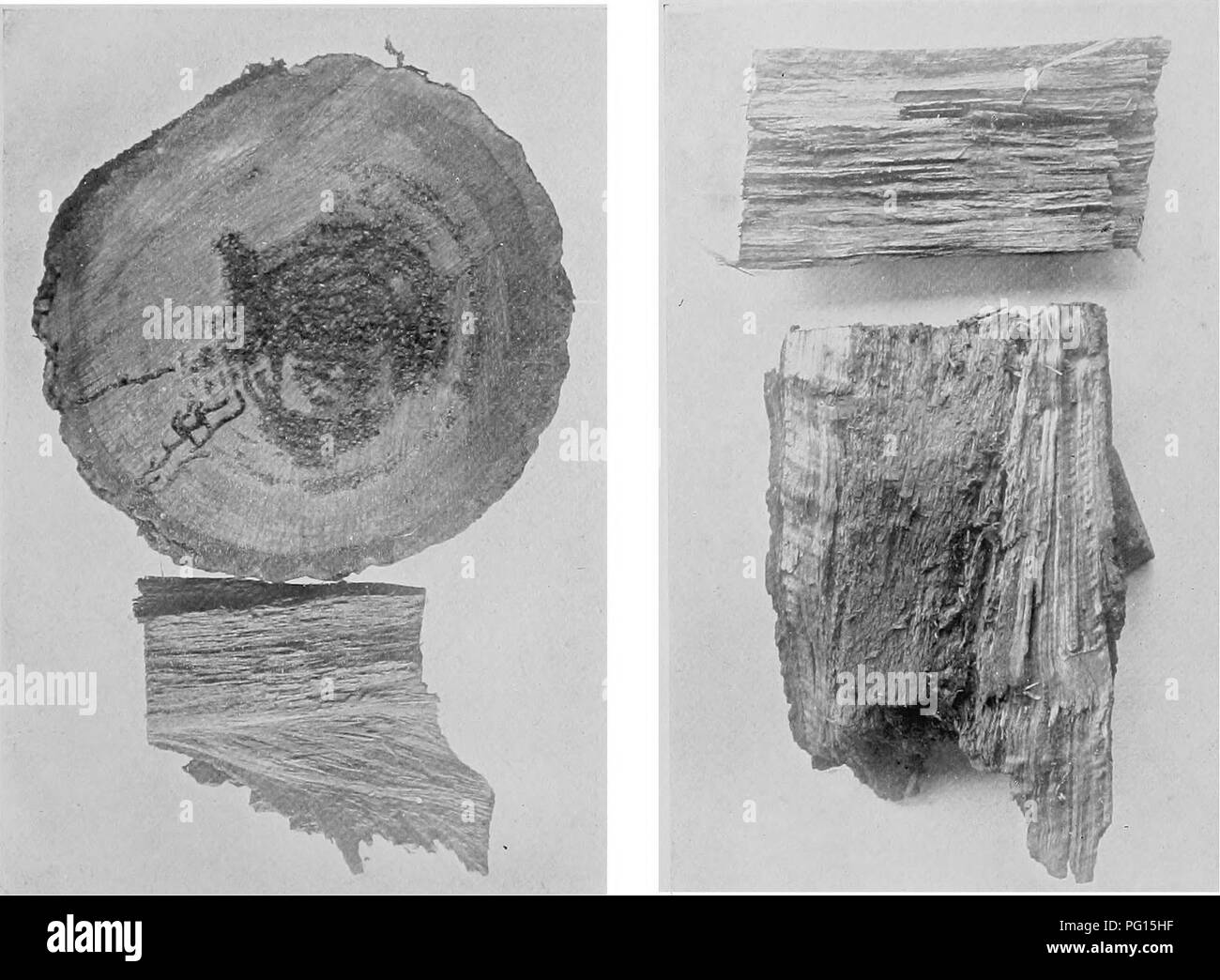 . Heart rot of Ptaeroxylon utile (Sneezewood) caused by Fomes rimosus (Berk.). Trees; Sneezewood. Flir. 1 Fi&lt;?. 2.. Fiy. 3. AtUard i(' Sun 4' ITV.-;/ Neicmav, Lid.. Please note that these images are extracted from scanned page images that may have been digitally enhanced for readability - coloration and appearance of these illustrations may not perfectly resemble the original work.. Bijl, Paul A. van der. [Cape Town, Royal society of South Africa Stock Photo