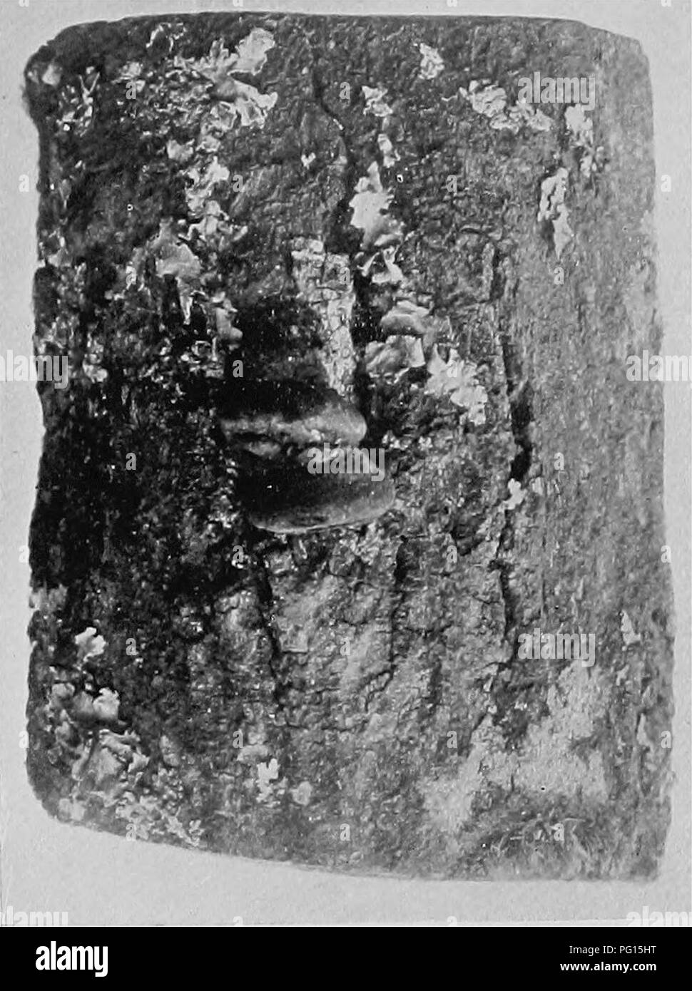 . Heart rot of Ptaeroxylon utile (Sneezewood) caused by Fomes rimosus (Berk.). Trees; Sneezewood. Flir. 1 Fi&lt;?. 2.. Please note that these images are extracted from scanned page images that may have been digitally enhanced for readability - coloration and appearance of these illustrations may not perfectly resemble the original work.. Bijl, Paul A. van der. [Cape Town, Royal society of South Africa Stock Photo