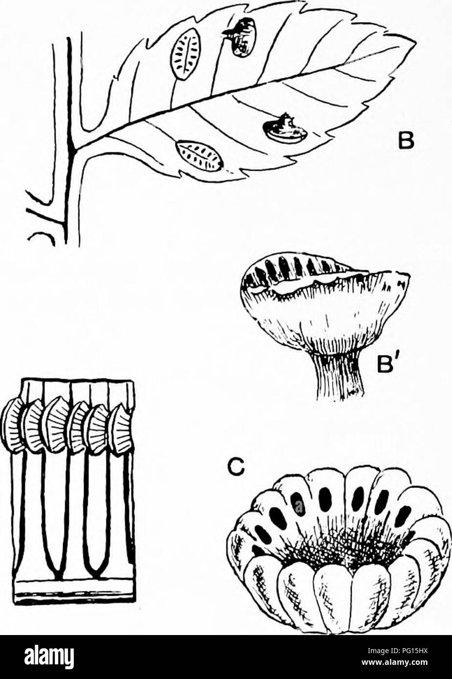 . Fossil plants : for students of botany and geology . Paleobotany. Fig. 245. A. Marattia fraxinea. A'. A single synangium showing the two valves and pores of the sporangial compartments. B, B'. it/. Kaulfussii. C, Kaulfussia (synangium showing pores of sporangial compart- ments). D, B. Marattiopsis Milnsteri. (C, after Hooker; D, E, after Schimper.) composed of two valves, which on ripening come apart and expose two rows of pores formed by the apical dehiscence of the sporangial com- partments (fig. 245, A', B). In Marattia Kaulfussii the sori are attached to the lamina by a short stalk (fig. Stock Photo