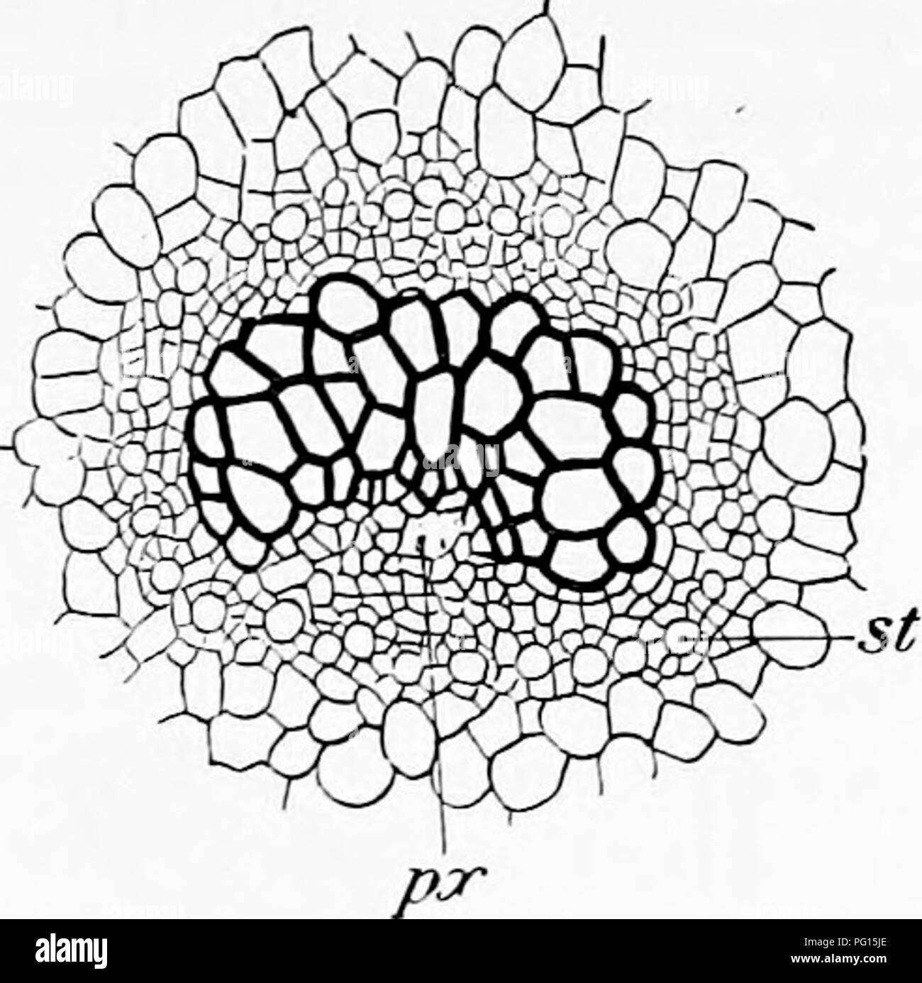 . Fossil plants : for students of botany and geology . Paleobotany. Fig. 243. Angiopteris evecta. Section of petiole (considerably reduced) and of a single vascular bundle (magnified) : px, protoxylem; st, sieve- tubes.. Please note that these images are extracted from scanned page images that may have been digitally enhanced for readability - coloration and appearance of these illustrations may not perfectly resemble the original work.. Seward, A. C. (Albert Charles), 1863-1941. Cambridge : University Press Stock Photo