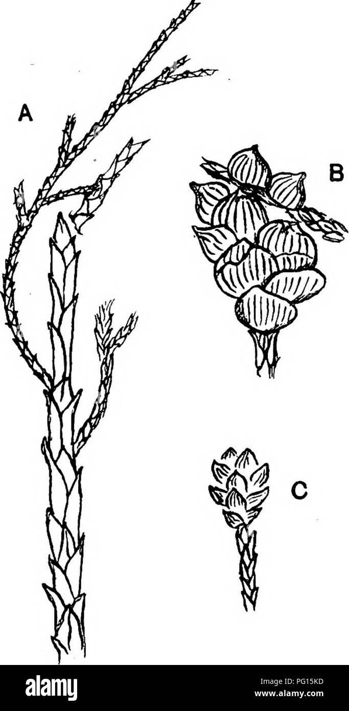 . Fossil plants : for students of botany and geology . Paleobotany. 444 CONIFERALES INCEBTAE SEDIS [CH. Cyparissidium is characteristic of Lower Cretaceous strata though Nathorsti has recorded a species, C. Nilssonianum, from Rhaetic rocks in Scania with cones having scales more pointed and lanceolate than those of Heer's species. A second Rhaetic species, C. septentrionale, has been transferred by Nathorst to the genus Stachyotaxus^.. Fig. 810. Cyparissidium. A, B, Cyparissidium g-racile. C, C minimum. (A, B, after Heer; C, after Velenovsky; nat. size.) Cyparissidium gracile Heer. The type-sp Stock Photo