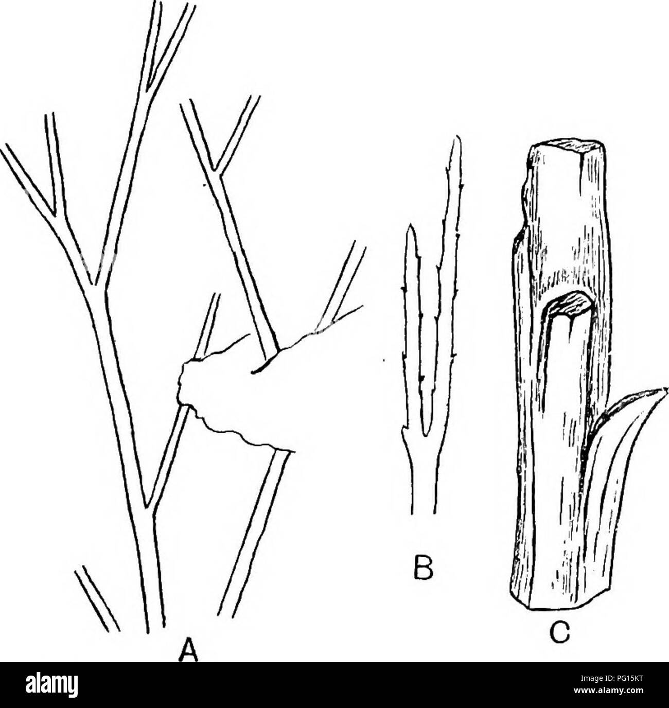 . Fossil plants : for students of botany and geology . Paleobotany. L] earitania; schizolepis 439 imperfectly preserved cone was found on a peduncle having leaves similar to those on the vegetative twigs. Some fragmentary lignitic branches (fig. 807, C) associated with the impressions showed the anatomical characters of a Conifer; but HoUick and Jeffrey, though beheving that the fragments 'almost certainly'. Fig. 807. A, B, Raritania gracilis; C, Baritania'!. (After HoUiok and Jeffrey. A, B, x6; C, X 10.) belong to Raritania, admit that there is no proof of their identity with the dichotomousl Stock Photo