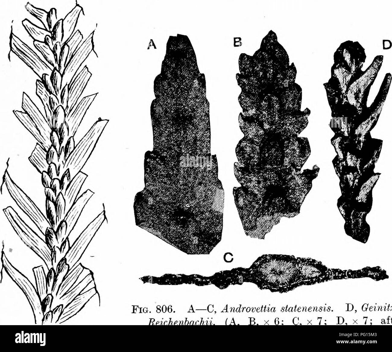 . Fossil plants : for students of botany and geology . Paleobotany. L] ANDEOVETTIA 437 traces of two or three leaves. Several stomata occur on the sur- face of the phylloclade, each surrounded by 4—5 accessory cells. Sclerotic cells are present in the pith. The secondary xylem is of the coniferous type and the uniseriate bordered pits on the tracheids may be either separate and circular or flattened by contact. No resin-cells, such as occur in the wood of Phyllocladus, were recog- nised. The medullary rays are not described. The data are. Fig. 806. A—C, Androvettia staUnensis. D, Geiniizia Sei Stock Photo