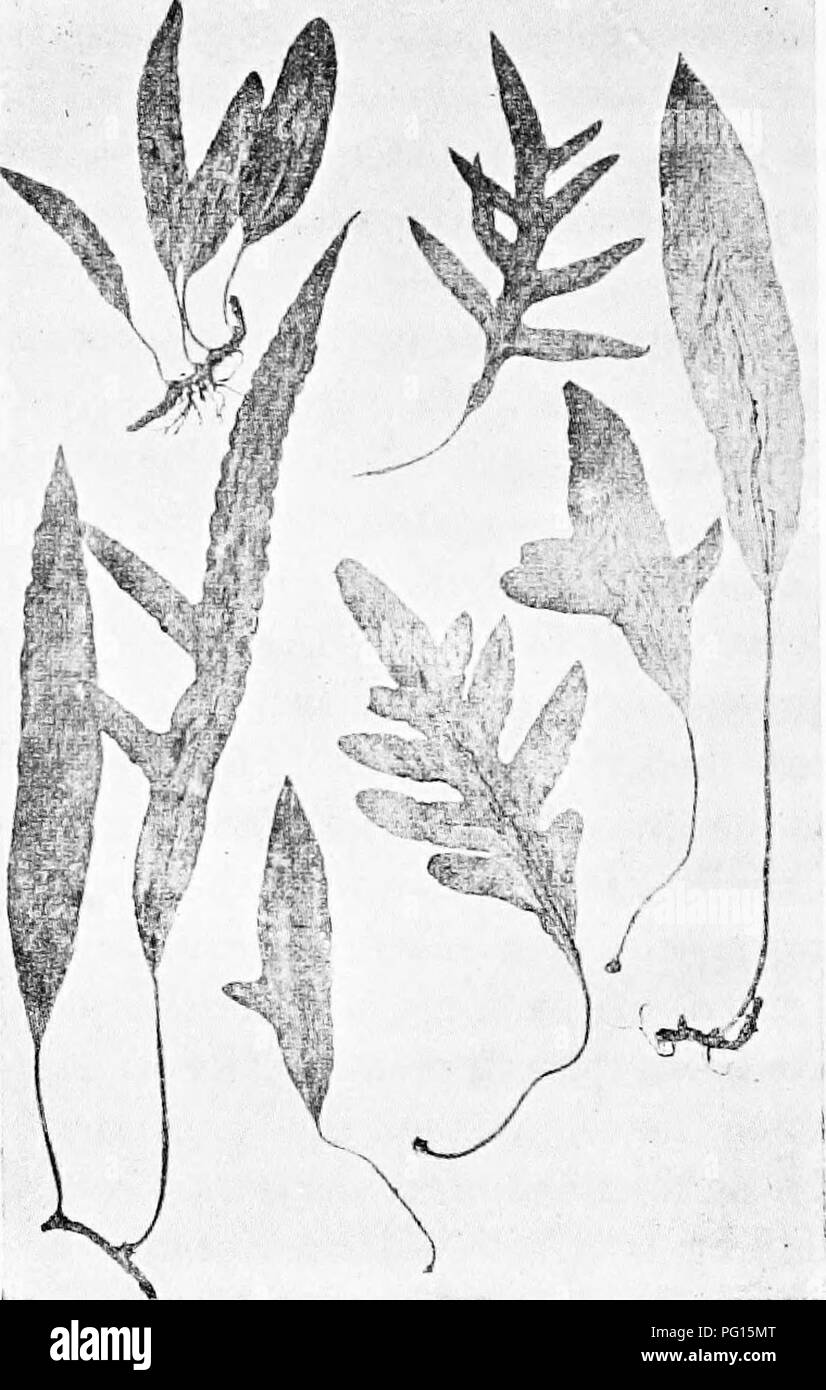. Fossil plants : for students of botany and geology . Paleobotany. 302 FILICALES [CH. differences in leaf-form are the expression of a physiological division of labour connected with an epiphytic existence. Some tropical species of Polypodium (sect. Drynaria), e.g. P. querci- folium (fig. 234 and fig. 231, D), produce two distinct types of leaf, the large green fronds, concerned with the assimilation of carbon and spore-production, being in sharp contrast to the small. Fio. 233. Poly-podium Billardieri Br. (J cat. size.) Middle Island, New Zealand. From specimens in the Cambridge Herbarium. s Stock Photo