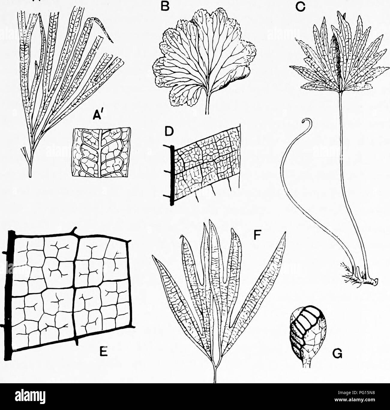 . Fossil plants : for students of botany and geology . Paleobotany. xx] PAEKERIACEAE 297 Parkeriaceae. (Oeratopteris.) The almost spherical and scattered sporangia are character- ised by the peculiar form of the vertical annulus, which is composed of numerous cells differing in their greater breadth A. Fig. 231. A, A'. Dipteris quinquefurcata (type-specimen in the Kew Herbarium). B, C, E, G. D. conjugata. (C,  uat. size.) D. Pohjpodinm quercifolium. F. Dipteris WalUcMi. (D, after Luerssen.) and smaller depth from those of a typical annulus. Exannulate sporangia have been described, while othe Stock Photo