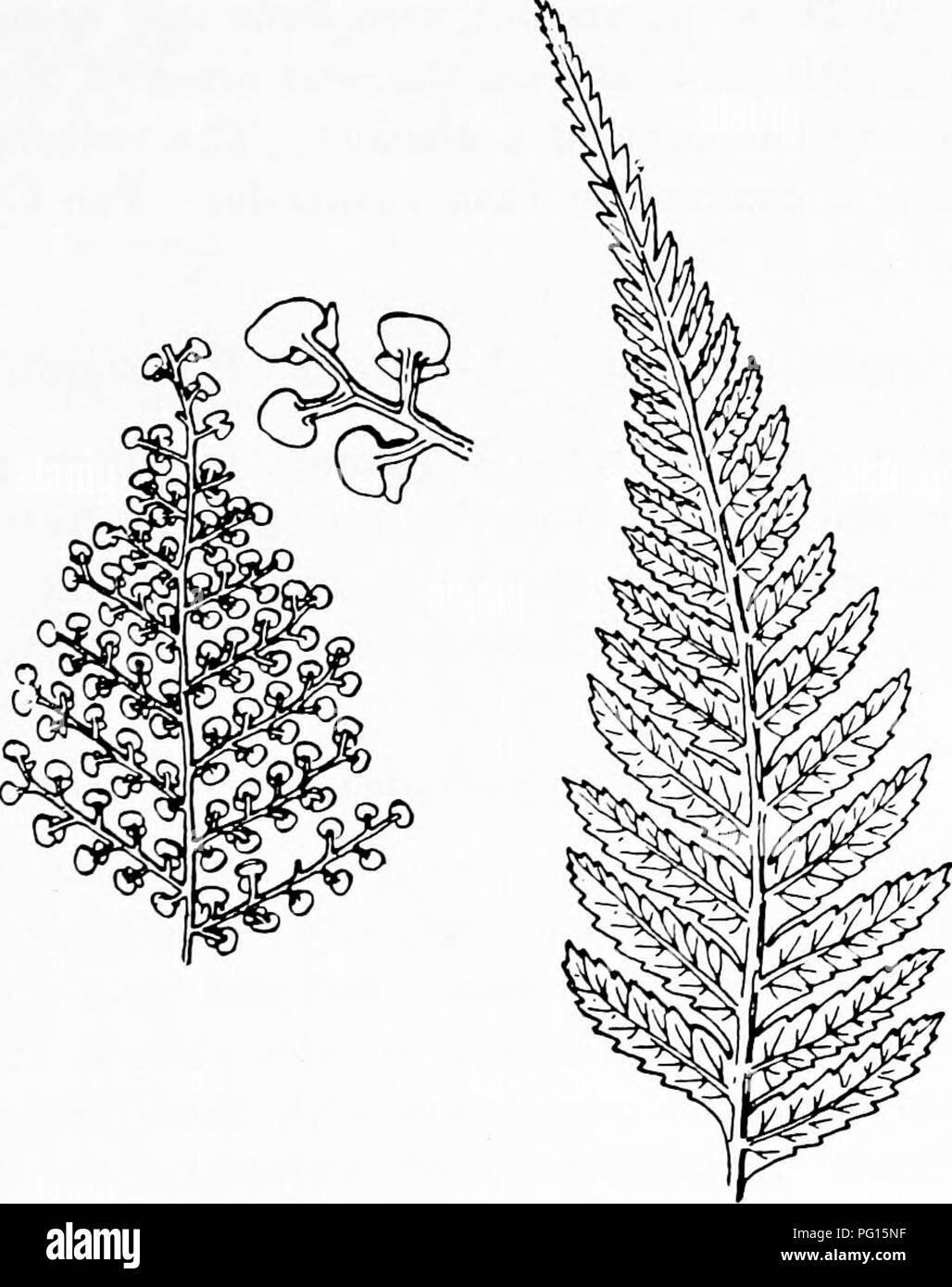. Fossil plants : for students of botany and geology . Paleobotany. XX] CYATHEACEAE 295 pound, but Gyathea sinnata Hook, a rare Ceylon species, bears simple narrow linear leaves. This family includes, with few exceptions, all the tree ferns ^. The sori of Dicksonia are enclosed in a two-valved indusium (fig. 229, F, G); in the species represented in fig. 230 the fertile segments, which terminate in cup-like indusia, are characterised by the absence of a lamina and closely resemble those of Thyrsopteris (fig. 229, A).. Fio. 230. Dicksonia Bertercana Hook. Fertile aud sterile pinnae. (Nat. size. Stock Photo
