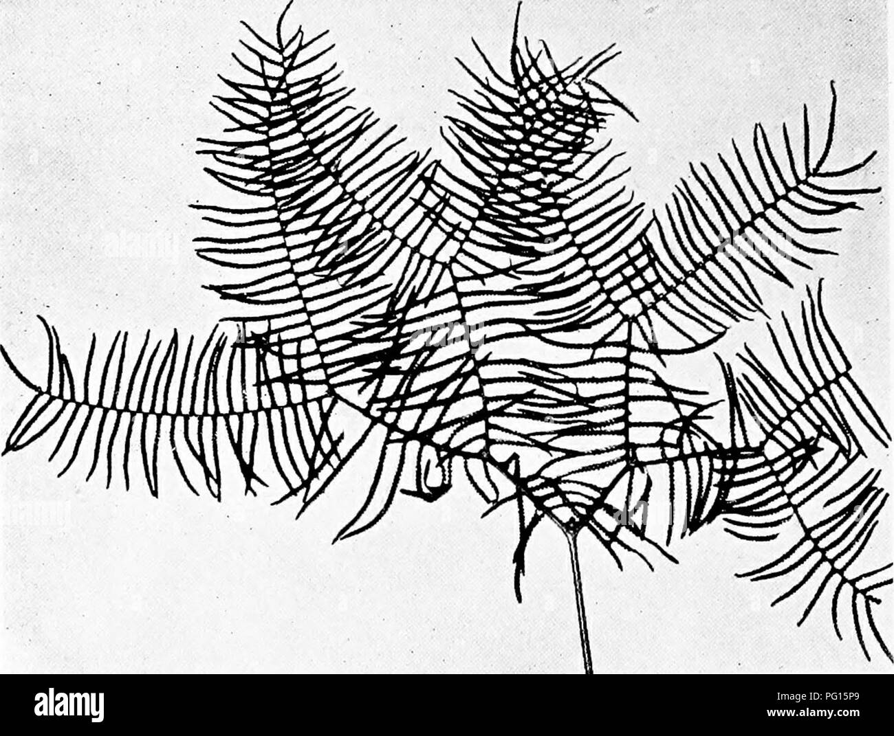 . Fossil plants : for students of botany and geology . Paleobotany. 290 FILICALES [CH.. Fig. 225. Gleichenia dicarpa. (J nat. size.). Please note that these images are extracted from scanned page images that may have been digitally enhanced for readability - coloration and appearance of these illustrations may not perfectly resemble the original work.. Seward, A. C. (Albert Charles), 1863-1941. Cambridge : University Press Stock Photo
