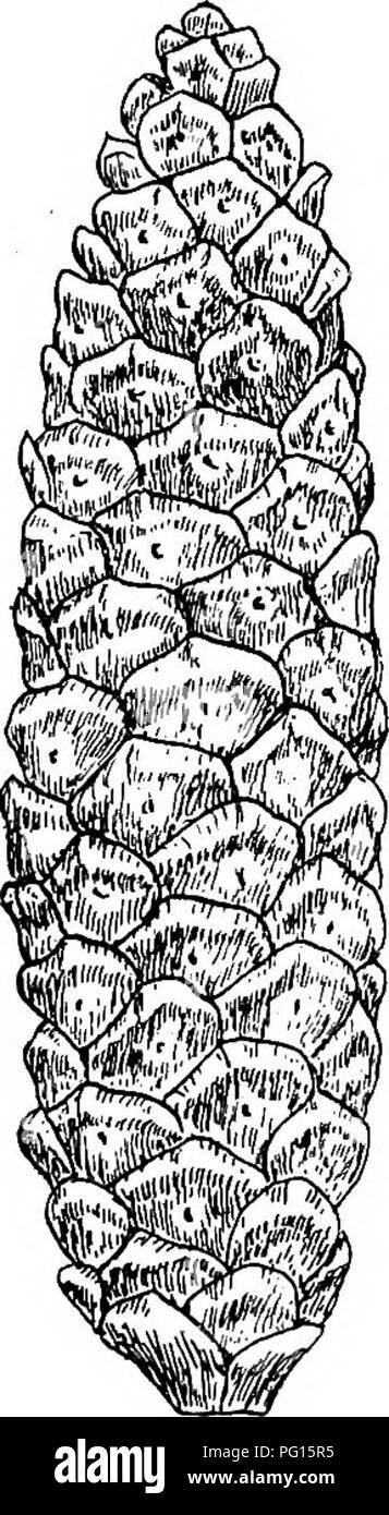 . Fossil plants : for students of botany and geology . Paleobotany. XLVIU] PITYOSTROBTIS 389 2-25 cm. in diameter. The cone-scales are compared with those of Firms excelsa, but the distal ends are stouter than in the recent species and more like those of P. Pinaster. Heer^ compares P. Andraei with his Pinus Quenstedti from Moravia in which the scales have thick apophyses with a central umbo. The needles of the Moravian species are 20 cm, long and appear to be either 3 or 5 in a fascicle. It is impossible within the limits of a general text-book to discuss the bearings of the nume- rous Tertiar Stock Photo