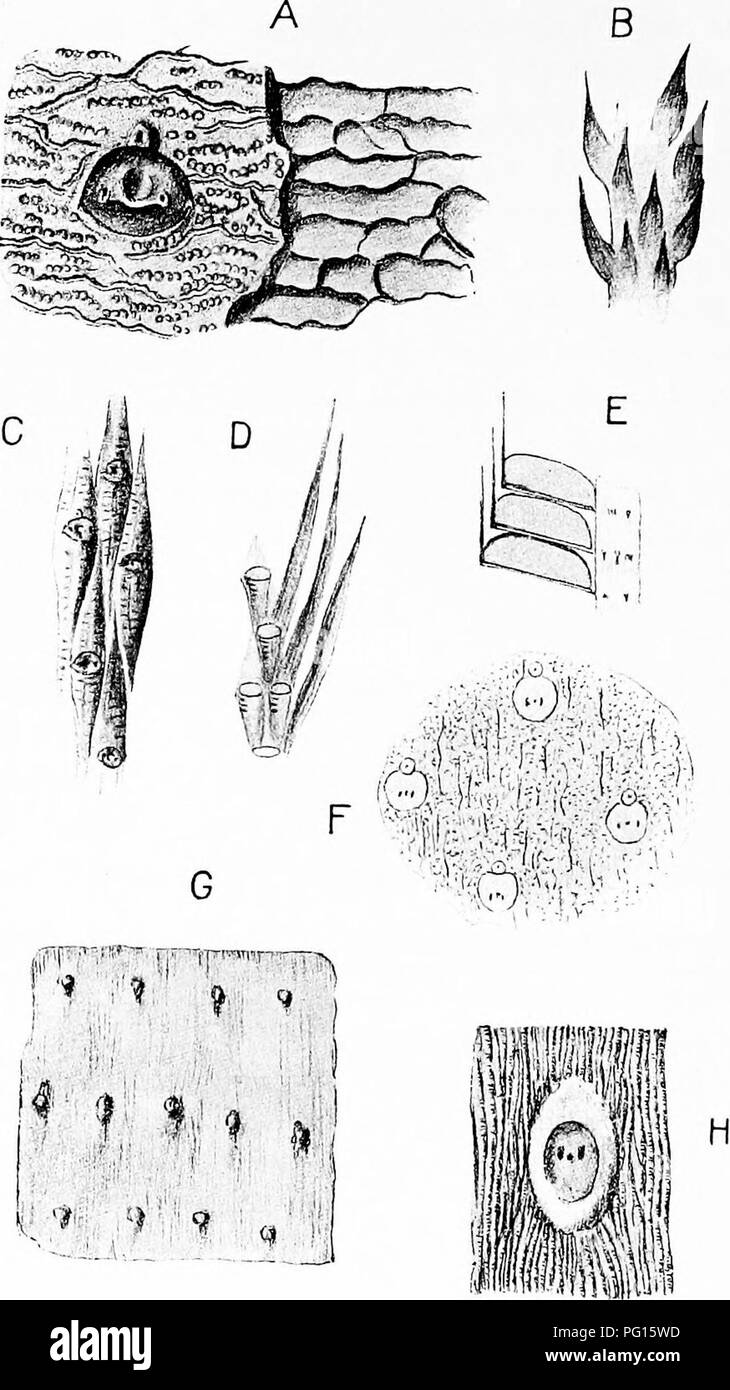 . Fossil plants : for students of botany and geology . Paleobotany. 252 LYCOPODIALES [CH.. Fig. 212. Bothrodendron. A. Bothrodendron minutifolium, var. rotundatn Weiss. After Weiss and Sterzel. B. B. punctatum. After Zeiller. C. B. minutifoUmn. After Weiss and Sterzel. D. B. minutifolium. After Zeiller. E. Lepidostrobus Olryi. After Zeiller. F. Bothrodendron punctatum. After Zeiller. O, H. B. kiltorkense. G, after Nathorst; H, after Weiss and Sterzel.. Please note that these images are extracted from scanned page images that may have been digitally enhanced for readability - coloration and app Stock Photo