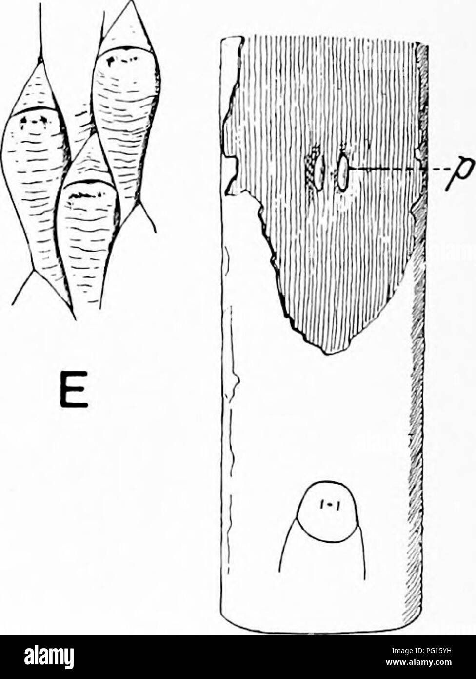 . Fossil plants : for students of botany and geology . Paleobotany. B viCi ^,&gt;K m. Fig. 196. A—C. Sigillaria Brardi. (A after Germar ; B, C after Zeiller.) D. Sigillaria laevigata. E. Lepidodendron Wortheni (D and E after Zeiller). Grand'Eury^ may be applied to detached leaves, though it is by no means easy to distinguish between the foliage of Sigillaria and Lepidodendron. A comparison of a typical species of Sigillaria, such as S. rugosa (fig. 193, B) or S. Brardi (fig. 196, A—C) with a typical Lepidodendron reveals obvious 1 Grand'Eury (90) A.. Please note that these images are extracted Stock Photo