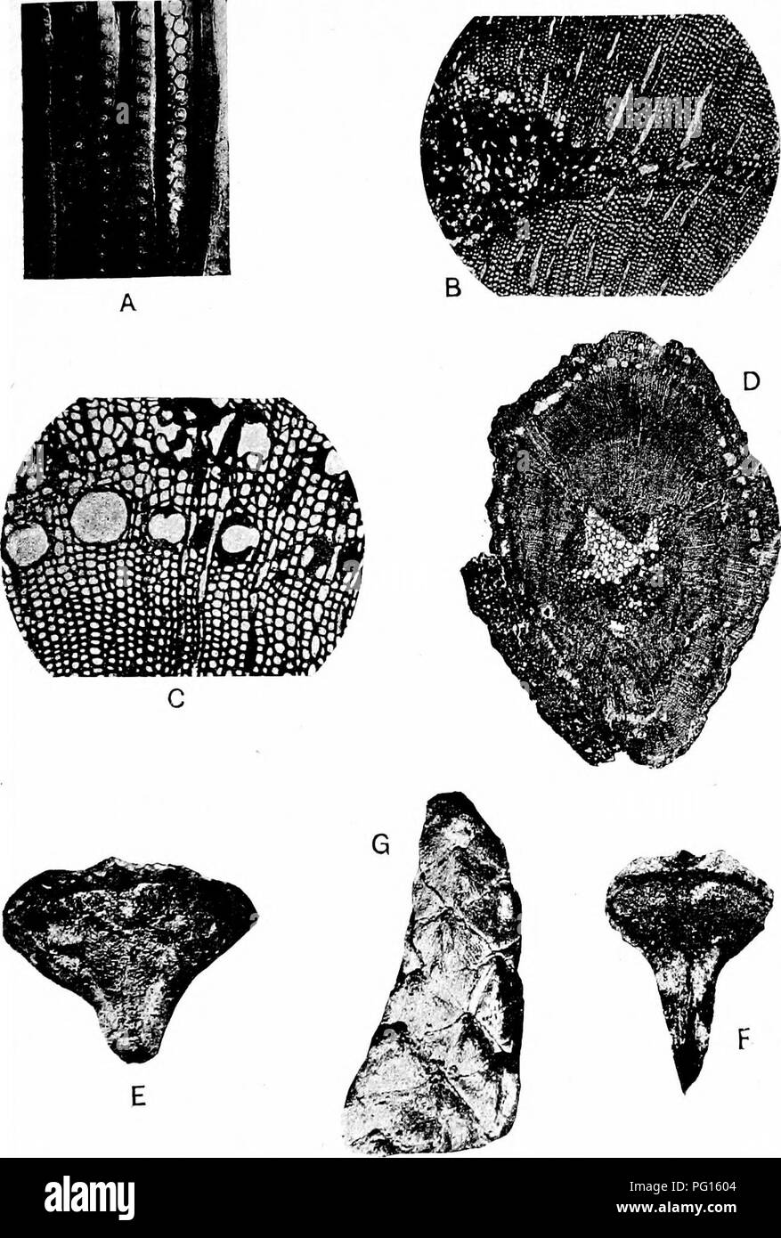 . Fossil plants : for students of botany and geology . Paleobotany. XLVl] ERACHYOXYLON 323. Fig. 758. A, B, Brachyoxylon notabile; A, tracheitis of the secondary xylem; B, traumatic resin-canals. C, D, Araucariopitys americana; C, traumatic resin-canals; D, section of stem. E, F, Protodammara specioaa, cone-scales {x7), see page 250. G, Brachyphyllum crassum. (After Jeffrey.) 21—2. Please note that these images are extracted from scanned page images that may have been digitally enhanced for readability - coloration and appearance of these illustrations may not perfectly resemble the original w Stock Photo