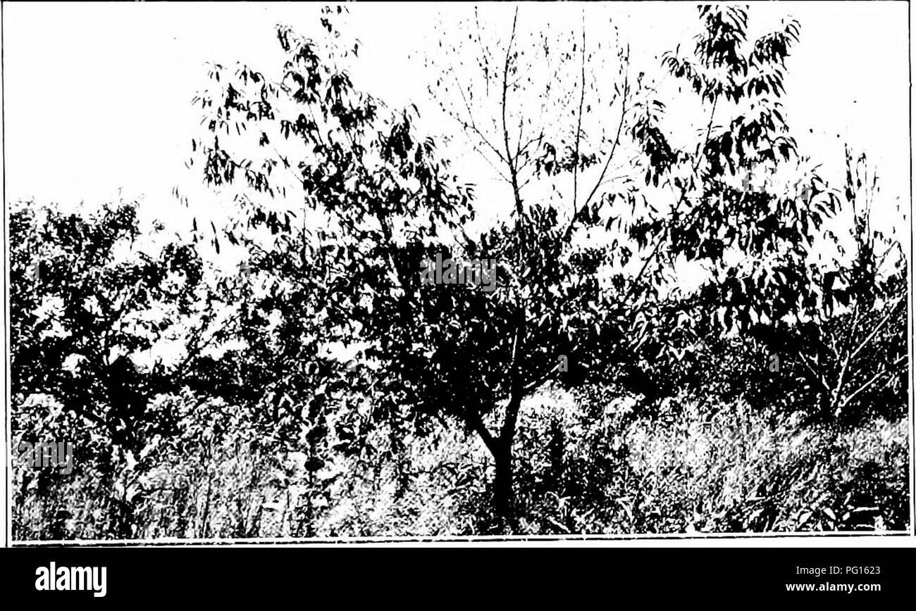 . Chestnut blight. Chestnut blight; Chestnut. Fig. 1 .âLarge Chestnut Tree Killed by the Bark Disease.. Fig. 2.^An Orchard Tree, Showing Recently Girdled Branches. .-.^ ^â ^.f^-^ :Jf*::- ..&quot; S / .V ^* '*i*!.. '^-^ â , *s&gt; ;.^' #:^ â ^^^ PiQ 3 -Part of a Diseased Branch of a Chestnut Tree, Showing Typical Pustules and Form of Spore Discharge in Damp Weather. [Jlngnitied 3 iliametrns.]. Please note that these images are extracted from scanned page images that may have been digitally enhanced for readability - coloration and appearance of these illustrations may not perfectly resemble th Stock Photo