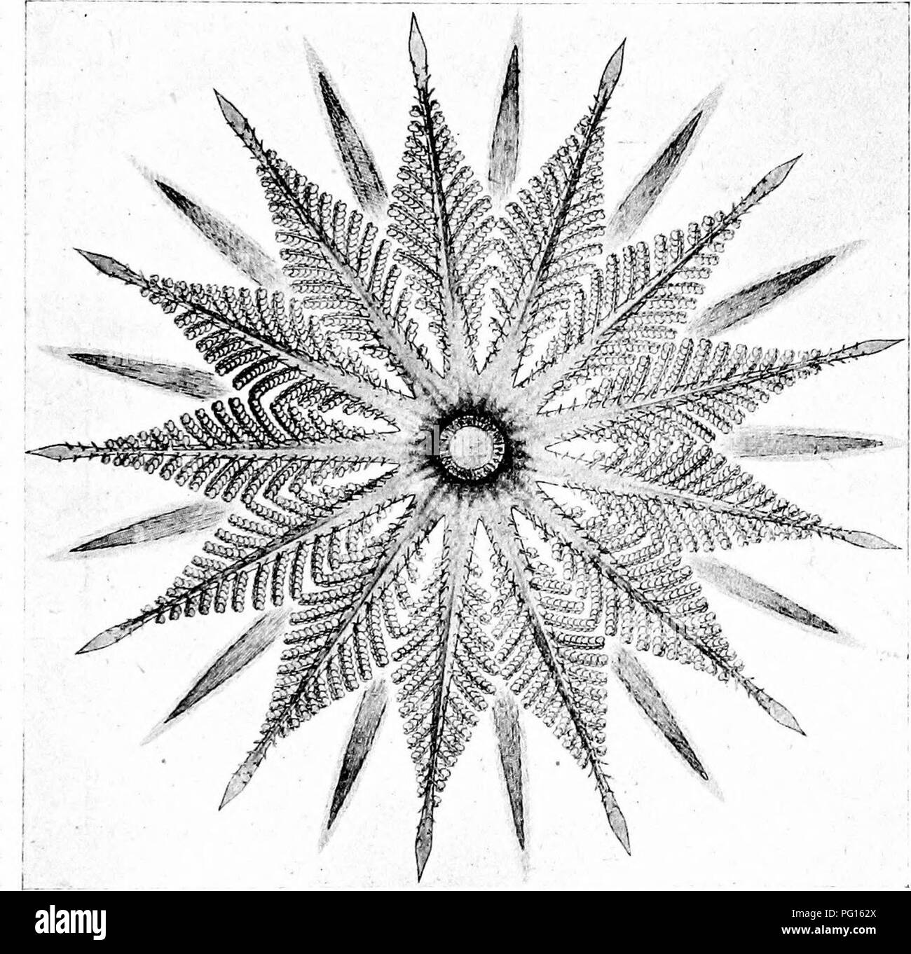 . Studies in fossil botany . Paleobotany. BENNETTITEAE 585 organisation of the whole flower is well shown in the diagrammatic figures 208 and 209, drawn by Dr. Wie- land to represent the flower in an expanded condition.. FlG, 209.—Cycctdeoidea ittgeus. — Plan of the bisexual flower, showing the central ovuliferous cone, the whorl of thirteen compound stamens, united at the base, and bearing synangia on their pinna;, and a series of the hairy bracts. The diagram is •about on the same scale as Fig. 208, and shows the flower as it would appear, seen from above, if all its parts were fully expande Stock Photo