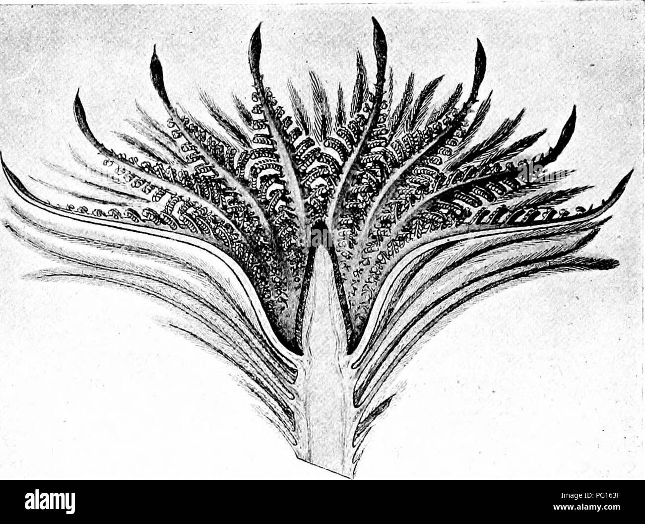 . Studies in fossil botany . Paleobotany. SS4 STUDIES IN FOSSIL BOTANY pinnae, directed inwards from the concave side of the whole organ (Figs. 206 and 207 ; cf. the diagrams, Figs. 208 and 209). The apical and basal pinnae are sterile; all the rest bear synangia, arranged in two rows, the synangia numbering about ten in each row. Flu. 208.—Cycadcoufca iugens.—Restoration of an expanded bisexual flower in longi- tudinal section, showing the central ovtiliferous cone, the hypogynous whorl of pinna tely compound stamens, bearing numerous synangia, and the surrounding bracts, hairy with ramenta.  Stock Photo