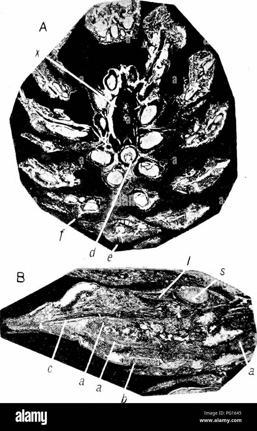 . Fossil plants : for students of botany and geology . Paleobotany. 254 ABAIJCARINEAE [CH. in longitudinal section (fig. 735) a large cavity in the lower part of the scale containing at each end a dark patch of some secreted substance s, s; above this is a vascular strand vb, extending into the distal end of the scale near which is a ligular outgrowth I, and below this is a depression on the upper face of the scale in which. Fio. 736. Conites Juddi, forma d. A, Longitudinal section of cone; tc, xylem, d, seed, e, /, cone-scales. B, Scale in longitudinal section; c, vascular bundle; a, periderm Stock Photo