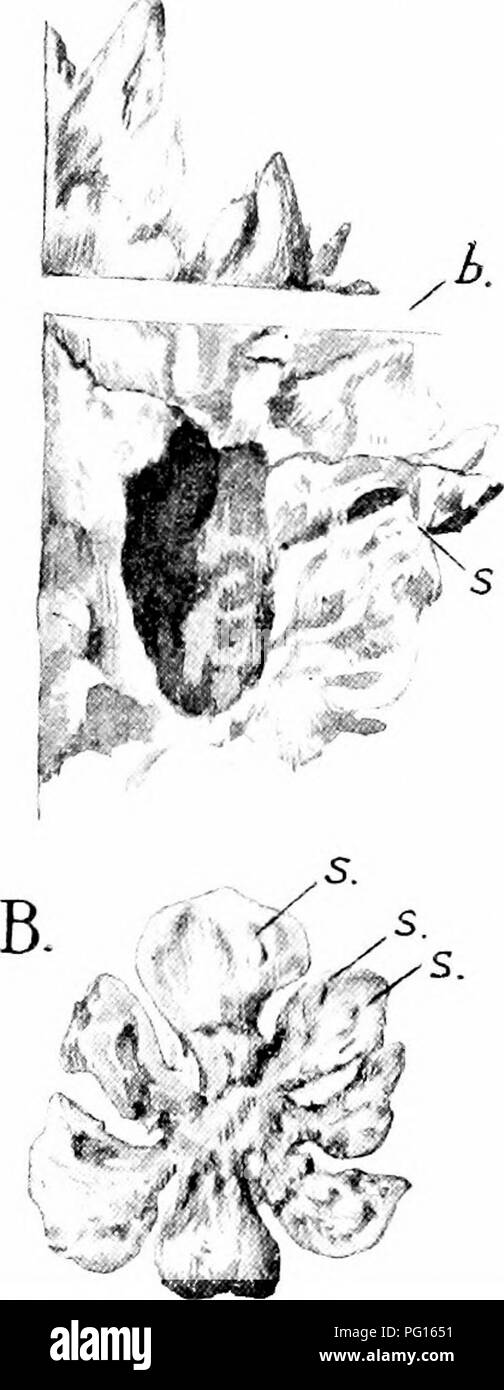 . Fossil plants : for students of botany and geology . Paleobotany. 252 ARAUCARINEAE ['CH-. Conites Jiiddi Seward and Bancroft. This name was given to partially petrified cones of Upper Jurassic age collected by Hugh Miller on the North-east coast of Scotland^: the fossils though differing in size and to some extent in form are included under one specific term but distinguished as A,. Please note that these images are extracted from scanned page images that may have been digitally enhanced for readability - coloration and appearance of these illustrations may not perfectly resemble the origina Stock Photo