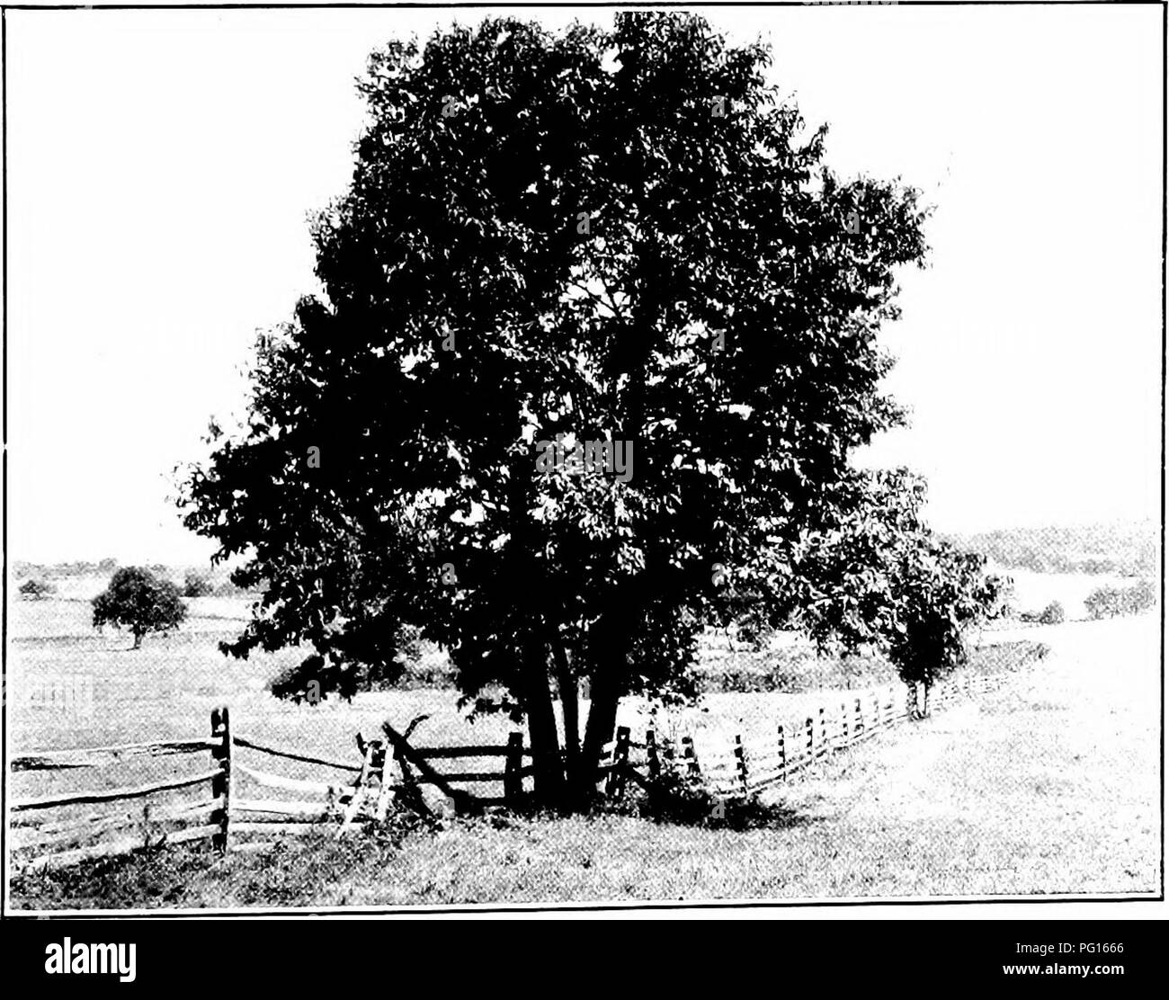 . Chestnut blight. Chestnut blight; Chestnut. FiQ. 1 .—Early Stage of Disease. Infection of a Small Branch in the Top OF THE Tree. Westbury, N. Y.. Fig. 2.-Early Stage of Disease. End of Branch Girdled at Upper Right- Hand of Picture. Lancaster County, Pa.. Please note that these images are extracted from scanned page images that may have been digitally enhanced for readability - coloration and appearance of these illustrations may not perfectly resemble the original work.. 1906-1960 Stock Photo