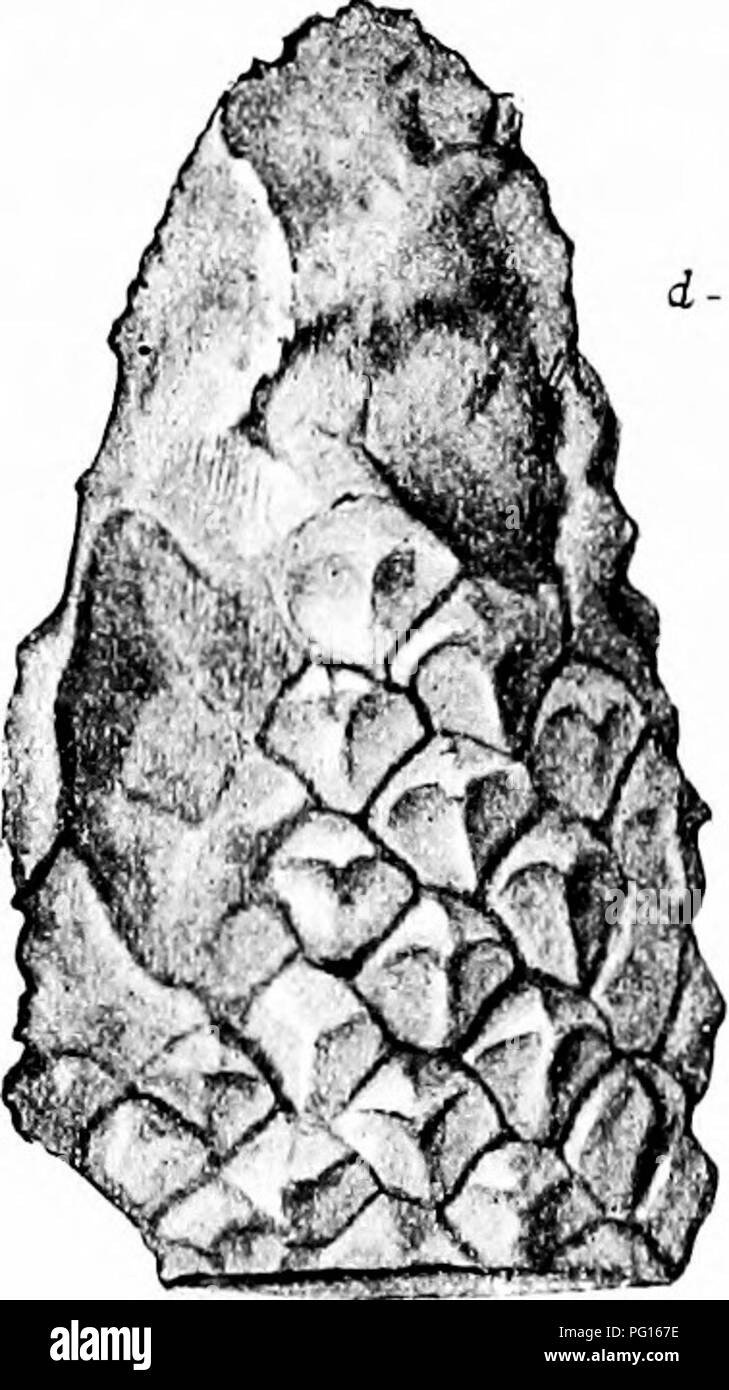 . Fossil plants : for students of botany and geology . Paleobotany. 154 LYCOPODIALES [CH. specimen bearing Halonia tubercles. The section represented in fig. 172 is no doubt from an Halonia axis. In 1890 Cash and Lomax^ stated that they had in their possession a stem of the L. fuliginosum type with the external features of Lepi- dophloios; this identification has been confirmed by Kidston and Weiss3. It is, however, equally clear that certain species with the elongated leaf-cushions of Lepidodendron must be included among examples of shoots with the anatomical chai'acters of L. fuliginosum.. . Stock Photo