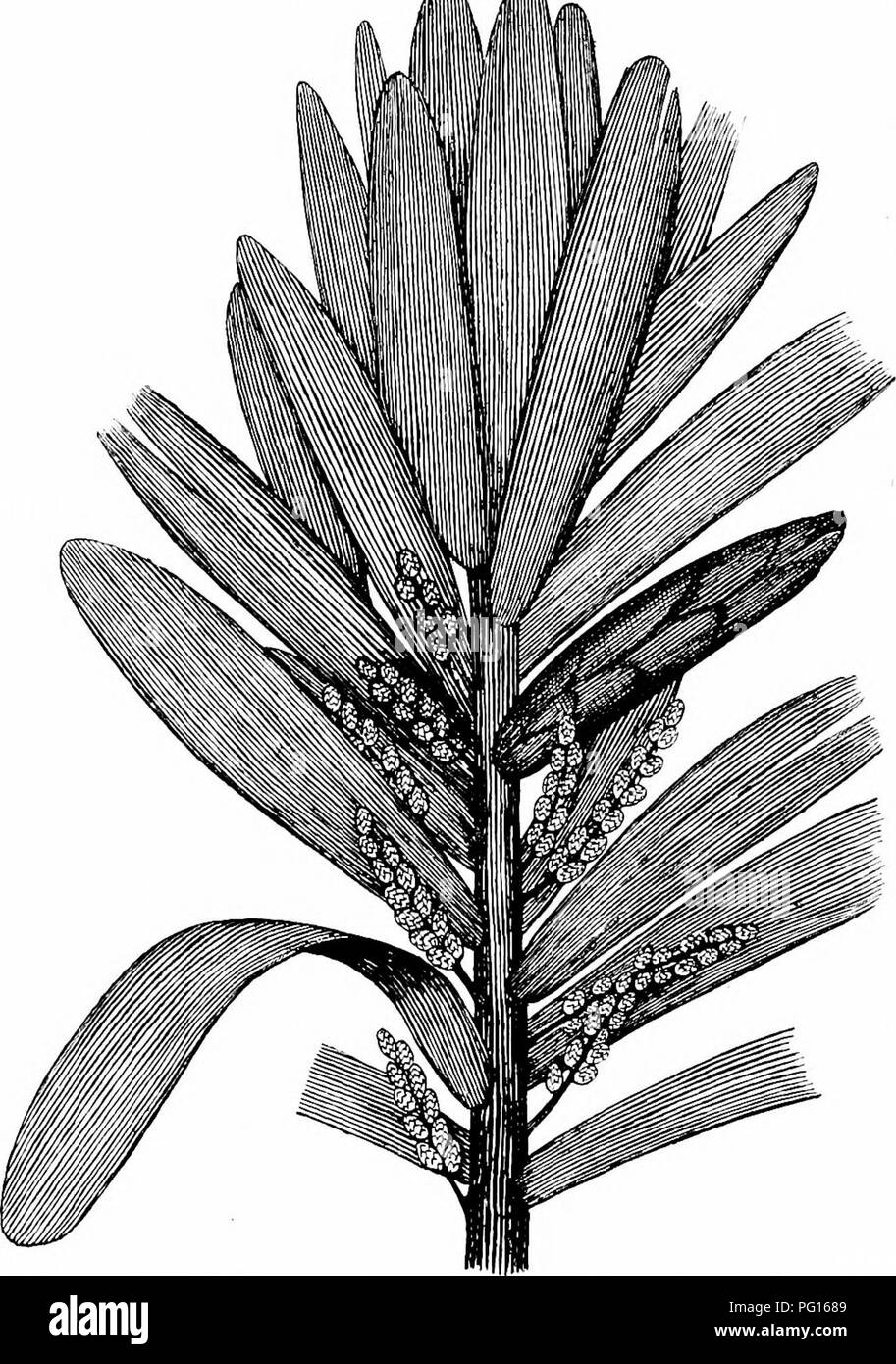. Studies in fossil botany . Paleobotany. 522 STUDIES IN FOSSIL BOTANY between their insertions. In some cases.a lateral twig. Fig. 1S8.—Cordaites l&amp;z'is. Branch (restored) bearing the large spathniate leaves, with parallel venation, and the inflorescences, each with numerous catkins. A large bud is also shown. Reduced. After Grand'Eury. is found to be terminated by a large leaf-bud, as shown in Fie- 188.. Please note that these images are extracted from scanned page images that may have been digitally enhanced for readability - coloration and appearance of these illustrations may not perf Stock Photo