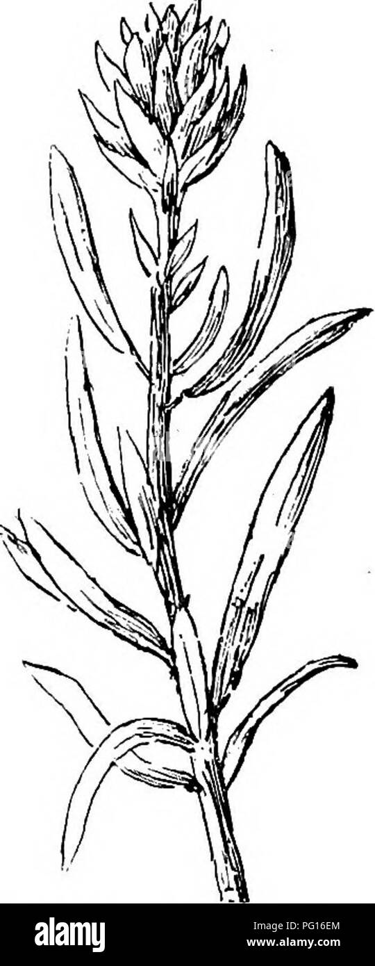 . Fossil plants : for students of botany and geology . Paleobotany. 120 CONIFBEALES (EBCENT) [CH. in Sciadopitys 7—9. Fig. 686, E represents half a cone of Taxodium in which the distally expanded woody ends of the scales are tightly joined by their edges and form a hard case enclosing as in an ovary several angular seeds, the slender stalks being shrivelled and inconspicuous. The cones of the Cupressineae and CaUi- trineae are characterised by a whorled arrangement and a com- paratively small number of the scales. In Cupressus the cones are oval or spherical and each scale &quot;bears 6—20 see Stock Photo