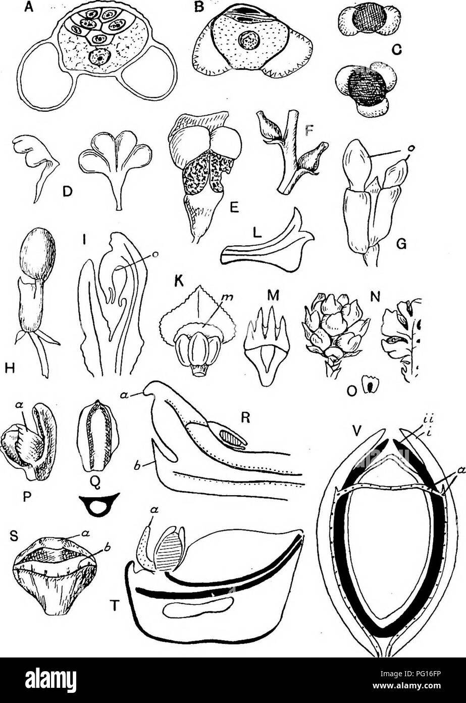 . Fossil plants : for students of botany and geology . Paleobotany. 116 CONIFBRALES (KECENT) [CH.. Fig. 684. A, B, C, microspores of Podocarpus Toiara (A), Pinus Laricio (B), Micro- cachrys tetragona (C). D, E, miorosporophylls of Torreya californica (D) and Abies alba (E). Megasporophylls etc. of Podocarpus spicala (F); P. Totara (G), o, ovule ; P. neriifolia (H); P. imbricafa (I), o, ovule; Cunninglmmia sinensis (K), m, membrane; Gryptomeria (L, M). N, 0, megastrobilus and seed of Athroiaxis laxifoUa. P, megasporophyll and seed of Dacrydium Balansae; a, epimatium. Q, seed of Gupressus semper Stock Photo