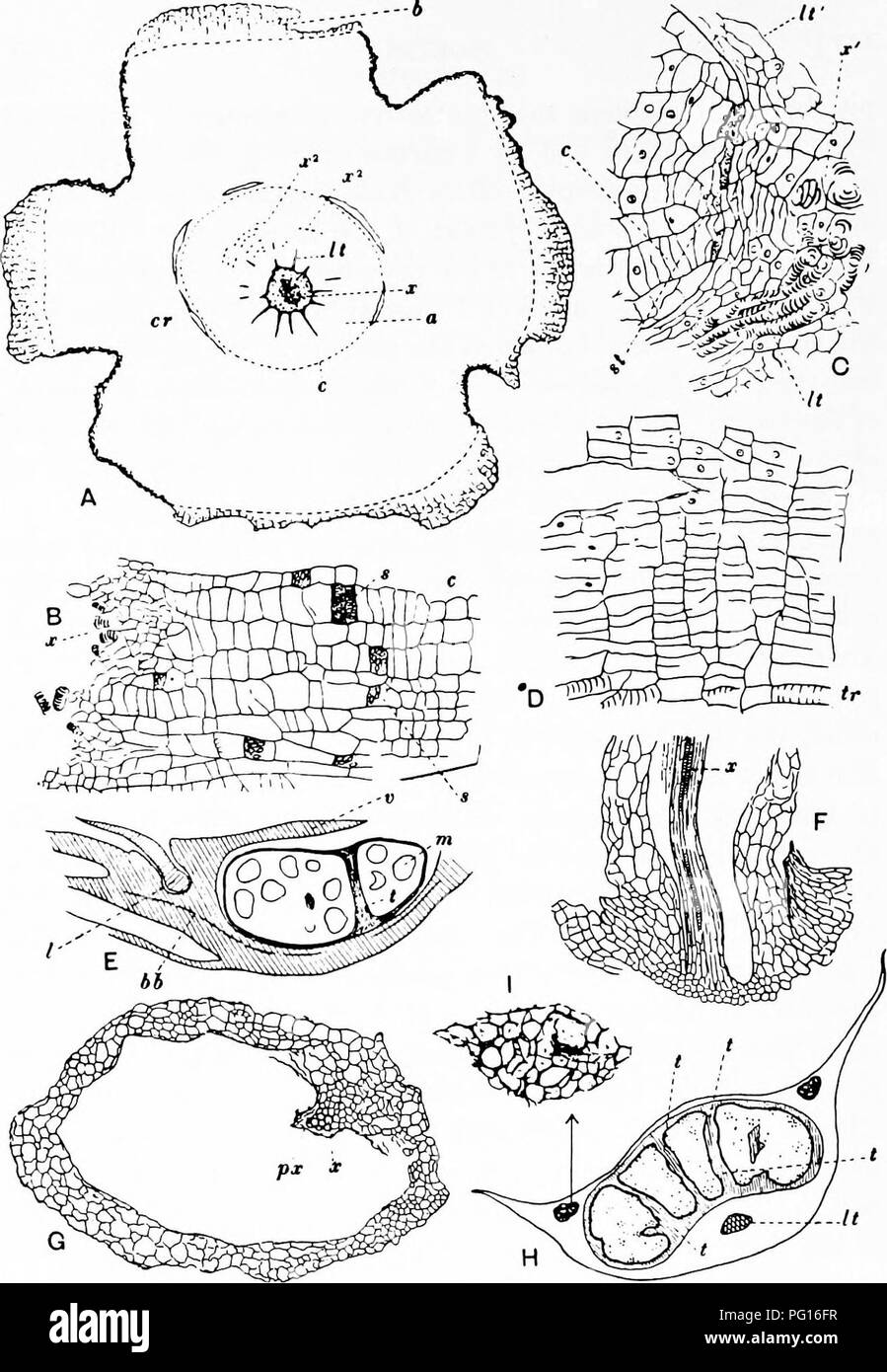 . Fossil plants : for students of botany and geology . Paleobotany. ,^^p?'~^)-. FiQ. 133. Isoetes lacustris. A. Transverse section of stem: cr, cortex; x, i^ xylem; c, cambium; a, thin-walled tissue; It, leai-traces; 6, dead tissue. B, C, D. Portions of A enlarged. E. Longitudinal radial section of sporophyll-base: v, velum; I, ligule ; bb, vascular bundle; m, megaspores; t, sterile tissue. F. Longitudinal section through the base of a root. G. Transverse section of root. H. Transverse section of sporophyll, showing sporangium with trabeculae, t; leaf-trace, (iJ), and two groups of secretory c Stock Photo