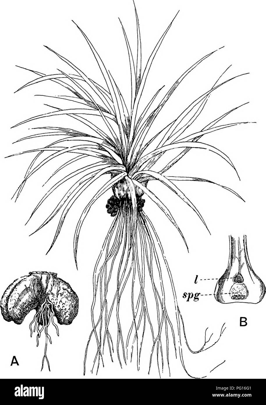 . Fossil plants : for students of botany and geology . Paleobotany. xiv] ISOETES 59 There is as a rule little or no difference between the foliage leaves and sporophylls; in /, lacustris the latter are rather. Fig. 132. Isoetes echinospora (After Motelay and Vendry^s). A. Stem of I. lacustris. B. Base of sporophyll: I, ligule; spy, sporangium partially covered by velum.. Please note that these images are extracted from scanned page images that may have been digitally enhanced for readability - coloration and appearance of these illustrations may not perfectly resemble the original work.. Sewar Stock Photo