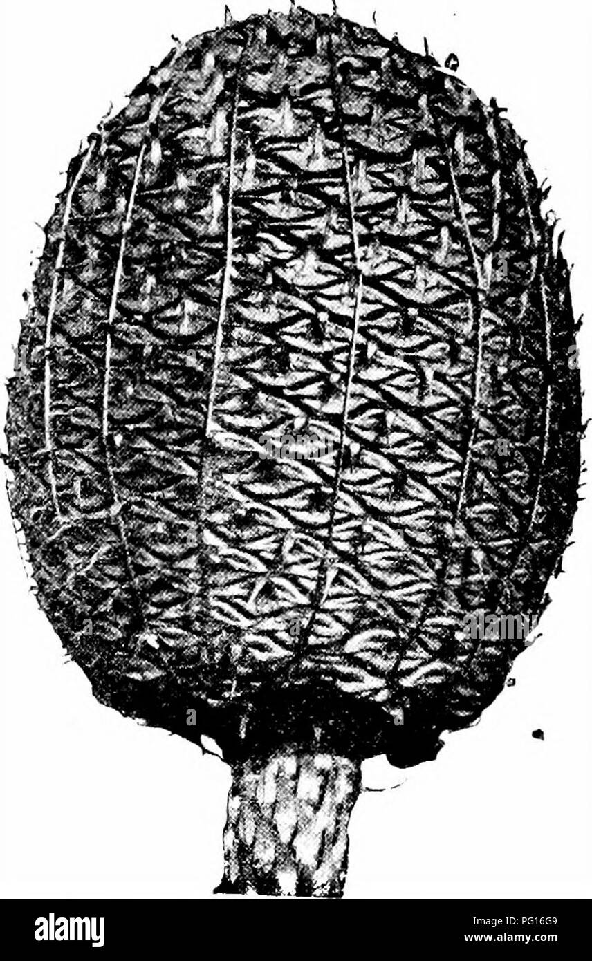 . Fossil plants : for students of botany and geology . Paleobotany. I'iG. 680. Araucaria hrasilieiisis, cone. (^ nat. size; from a specimen in the Roval Gardens, Kew.). Fro. 681. Araucaria Cunninghamii, cone. i? nat. size.) (After Seward and Ford;. Please note that these images are extracted from scanned page images that may have been digitally enhanced for readability - coloration and appearance of these illustrations may not perfectly resemble the original work.. Seward, A. C. (Albert Charles), 1863-1941. Cambridge : University Press Stock Photo