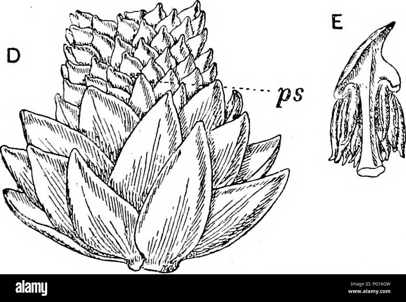 . Fossil plants : for students of botany and geology . Paleobotany. Kg. 679. A, Araucaria Cookii var. luxurians. B, A. Coolcii. C, Araucaria Cookii, microstrobilus. D, E, Araucaria Muelleri, part of a microstrobilus and a single sporophyll; ps, microsporangia. P, Araucaria Montaim, branch. (After Seward and Ford.) and are 14 cm. long. The cone-scales of Agathis are flat, woody structures bearing.a single ovule (fig. 682): in Araucaria the single seed is embedded in the scale, and a more or less prominent appendage, the ligule, forms a characteristic feature (fig. 683, I). 1 Gard: Chron. April  Stock Photo
